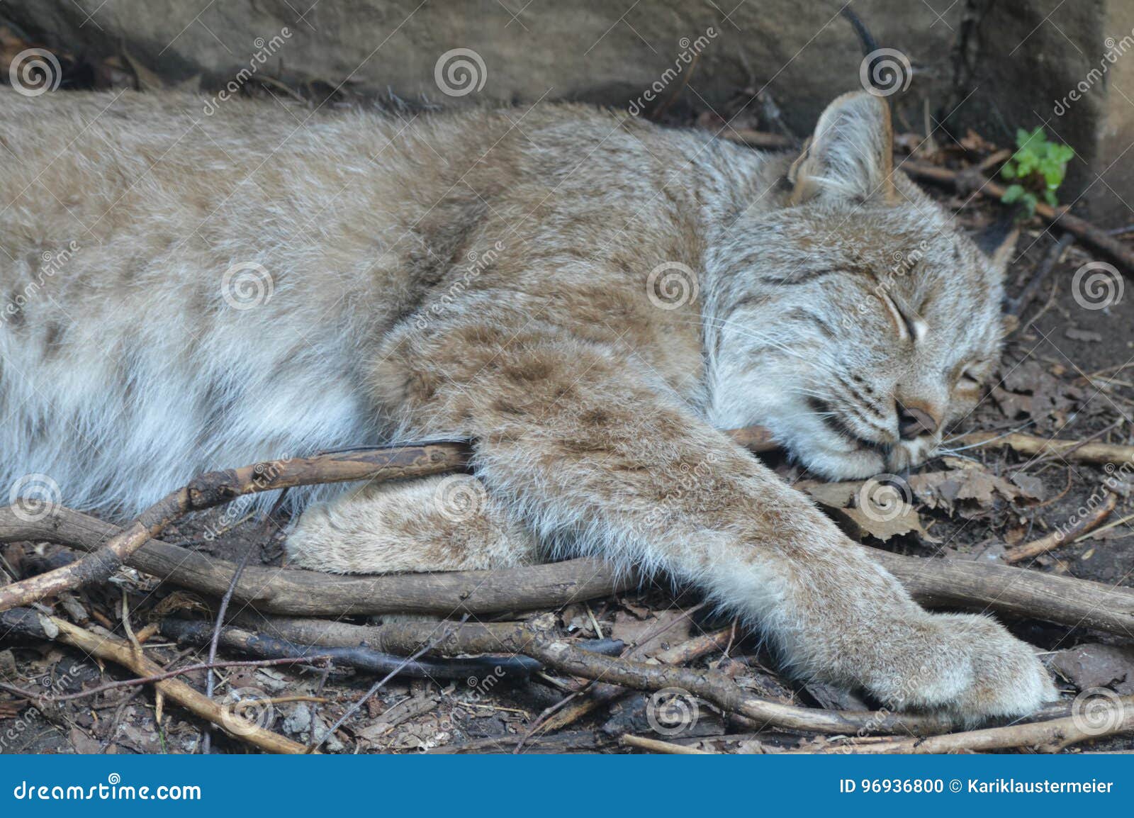 Lynx stock photo. Image of brown, perspective, enrichment 96936800