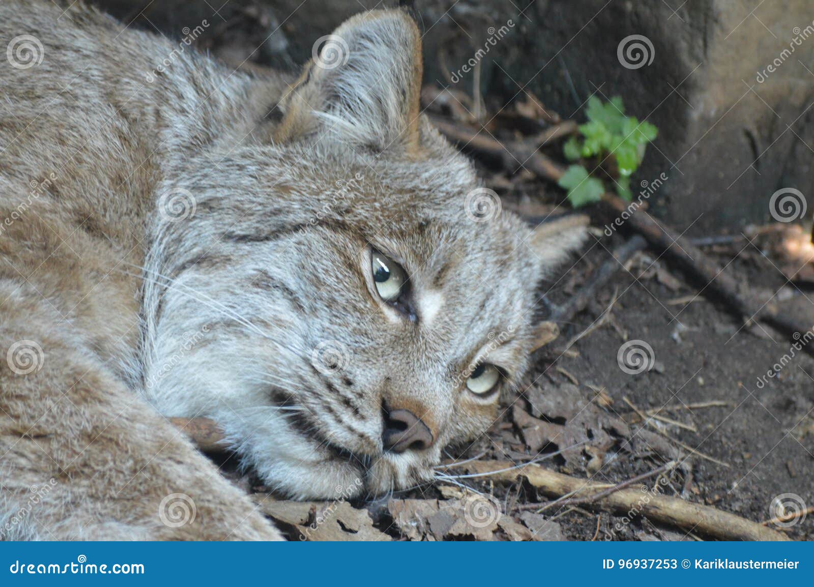 Lynx stock image. Image of north, enrichment, ground 96937253