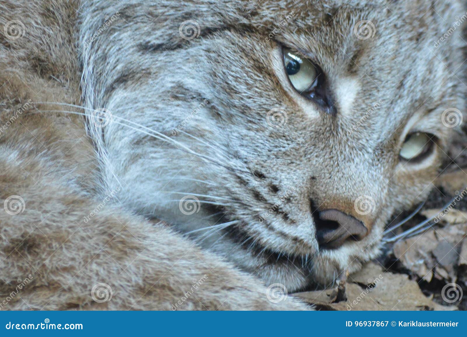 Lynx stock image. Image of eyes, center, spring, background 96937867