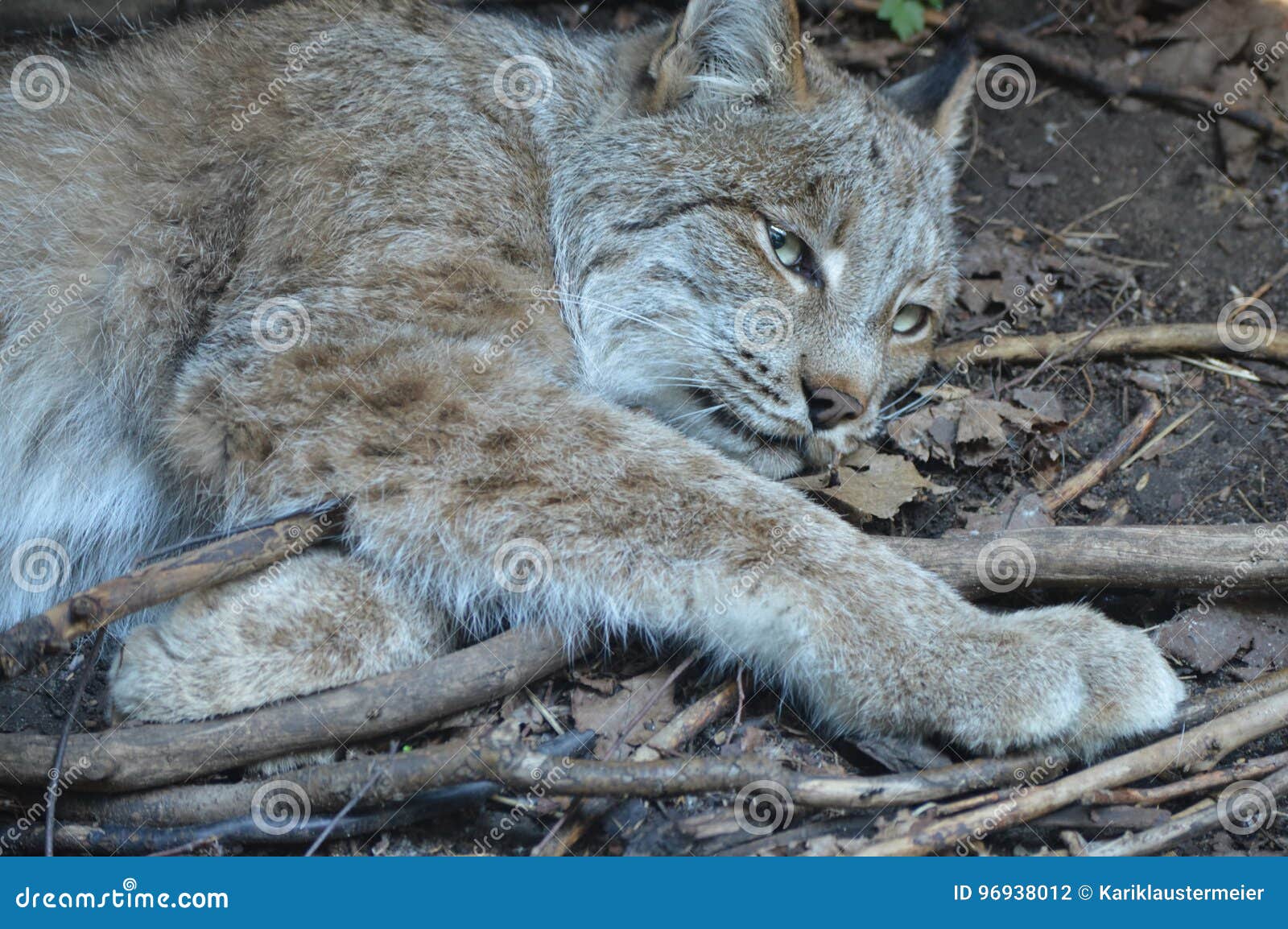 Lynx stock photo. Image of calm, ground, fierce, close 96938012
