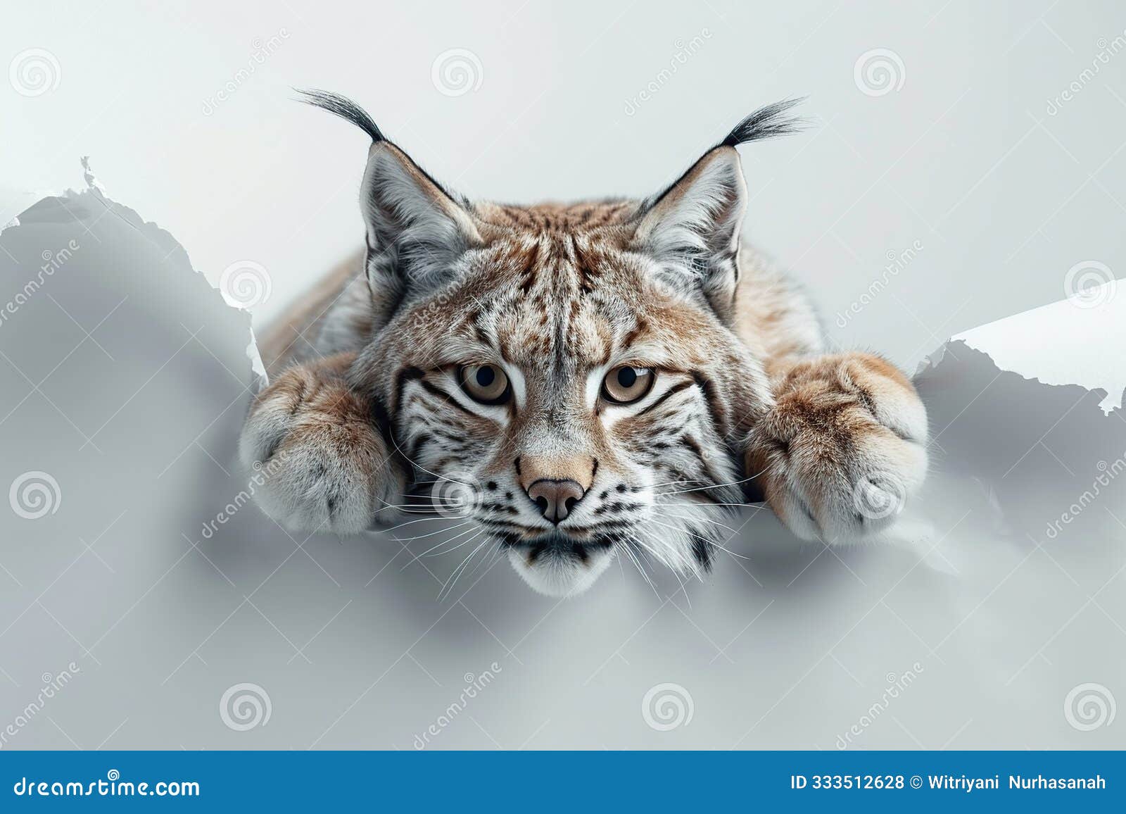 lynx peeking through torn paper