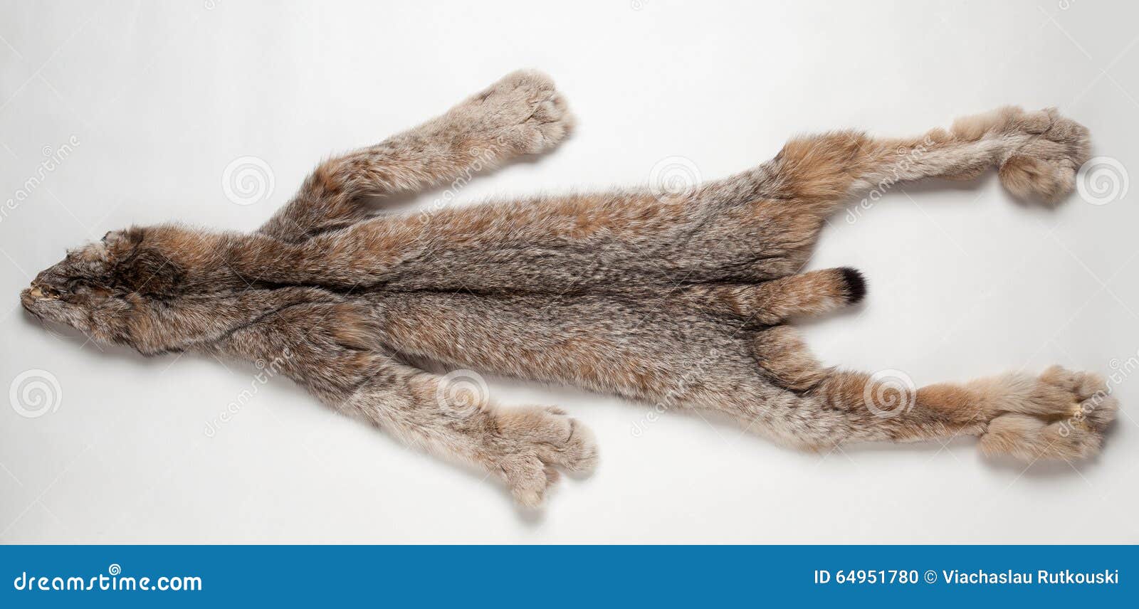 Lynx pelt stock photo. Image of carnivore, stuffed, hair - 64951780 for Lynx Pelt
54lyp Lynx pelt stock photo. Image of carnivore, stuffed, hair - 64951780 for Lynx Pelt
54lyp