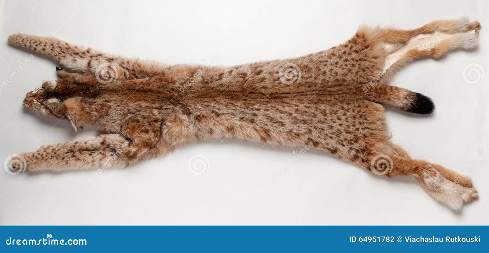 Lynx pelt stock photo. Image of wild, dead, environment - 64951782 for Lynx Pelt
58cpg Lynx pelt stock photo. Image of wild, dead, environment - 64951782 for Lynx Pelt
58cpg