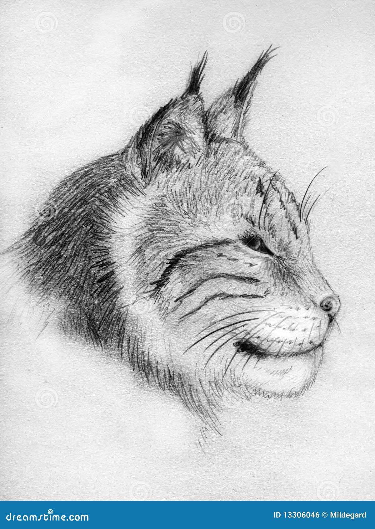 Skyrim Mod TurboSquid anthro Werewolf Furry figure Drawing model  Sheet Wolf Pencil trunk  Anyrgb