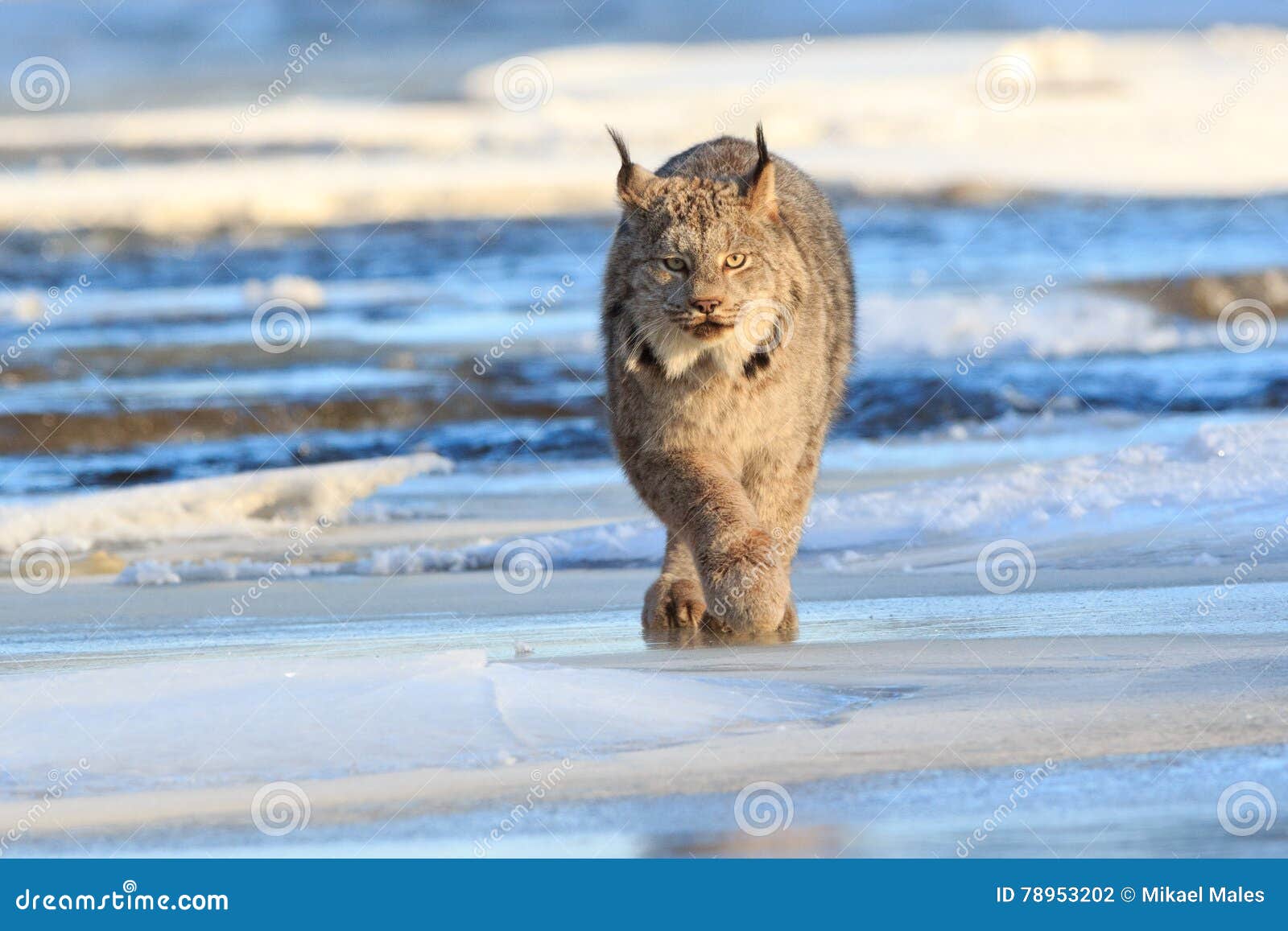 lynx prowling for prey