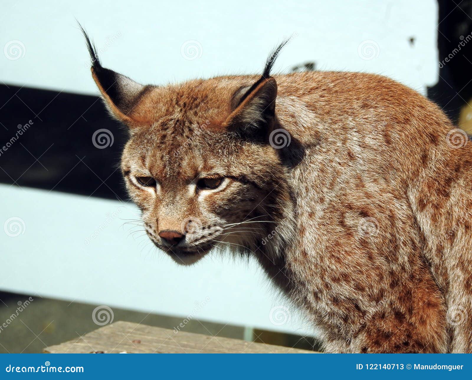 Lynx red. Lynx rufus stock image. Image of felidae, irvingtonian - 122140713