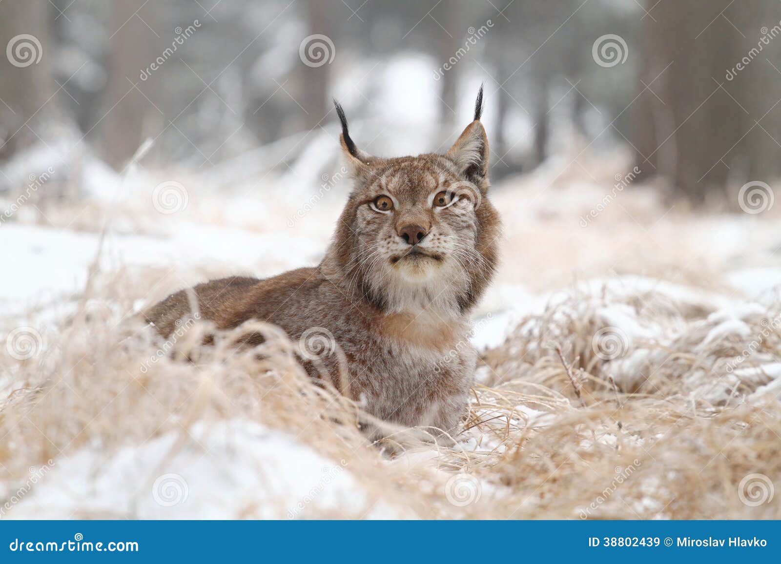 Lynx relaxing stock image. Image of nature, lynx, feline - 38802439