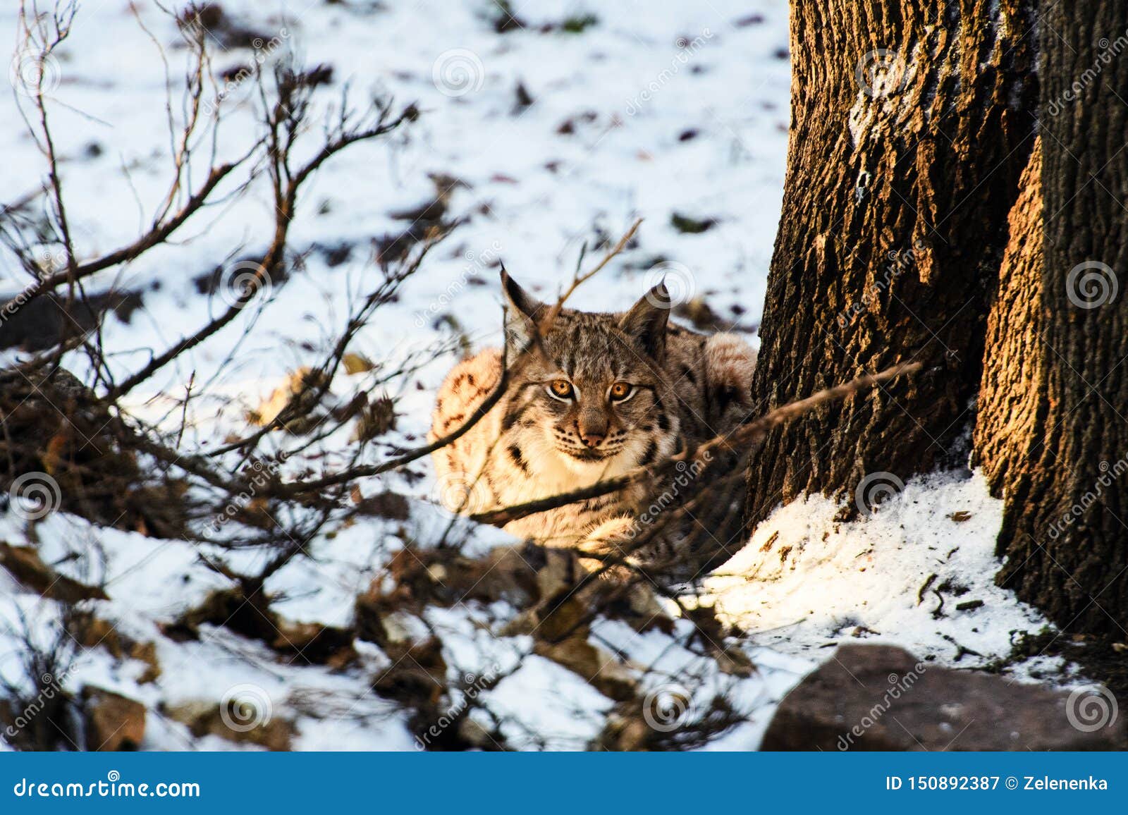 Lynx on the snow stock image. Image of danger, national - 150892387