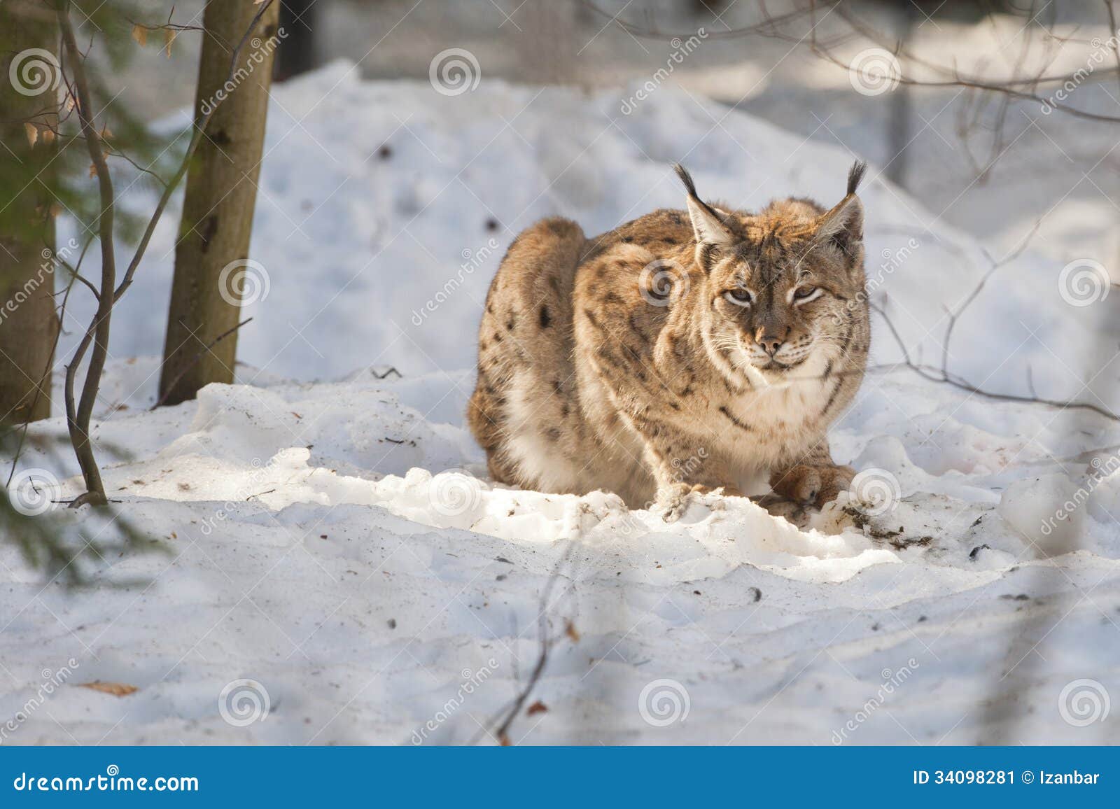 Lynx in the snow stock image. Image of predator, portrait - 34098281