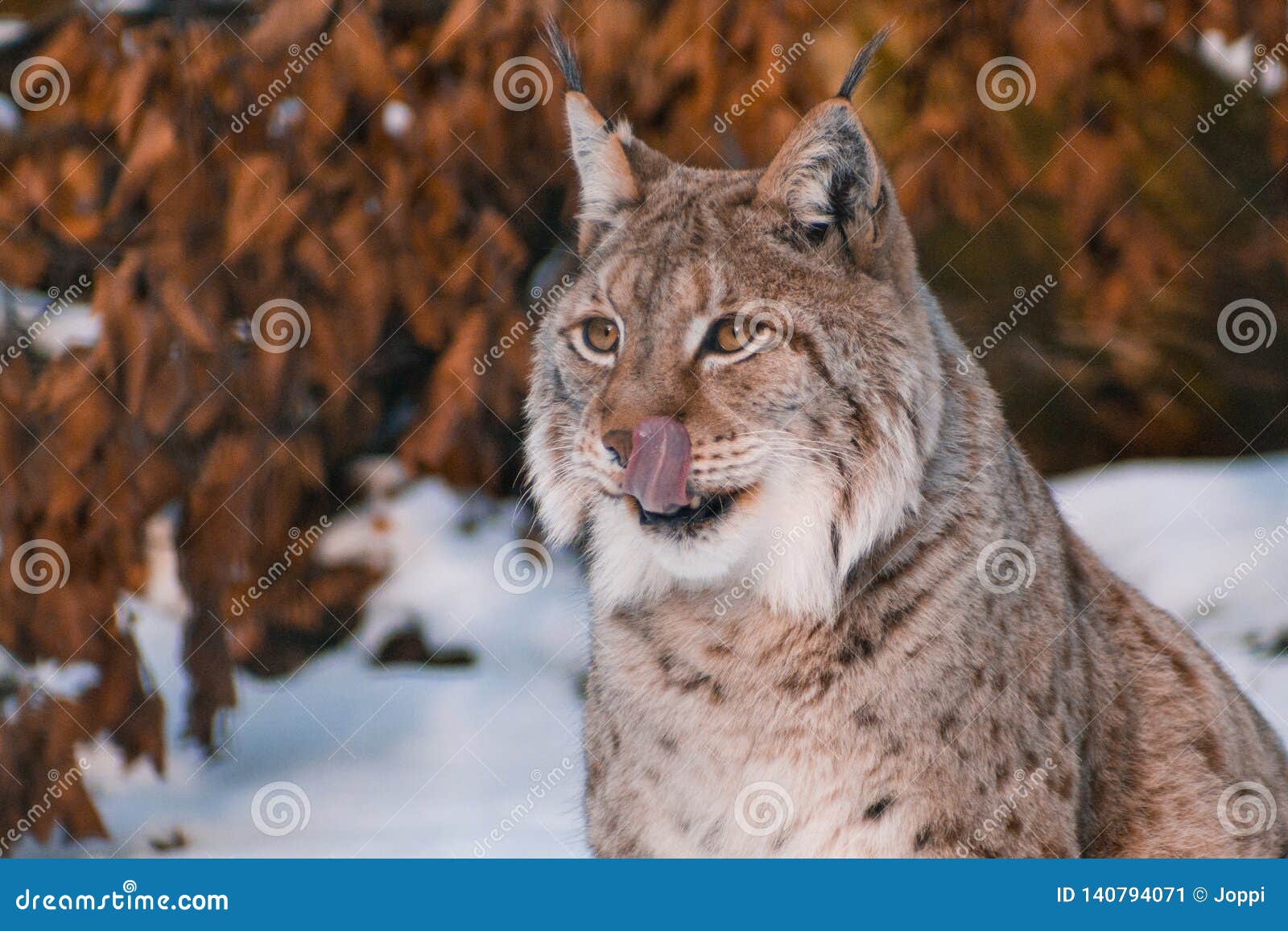 Lynx in Snowy Winter Landscape, Lynx Enclosure Near Rabenklippe, Bad ...