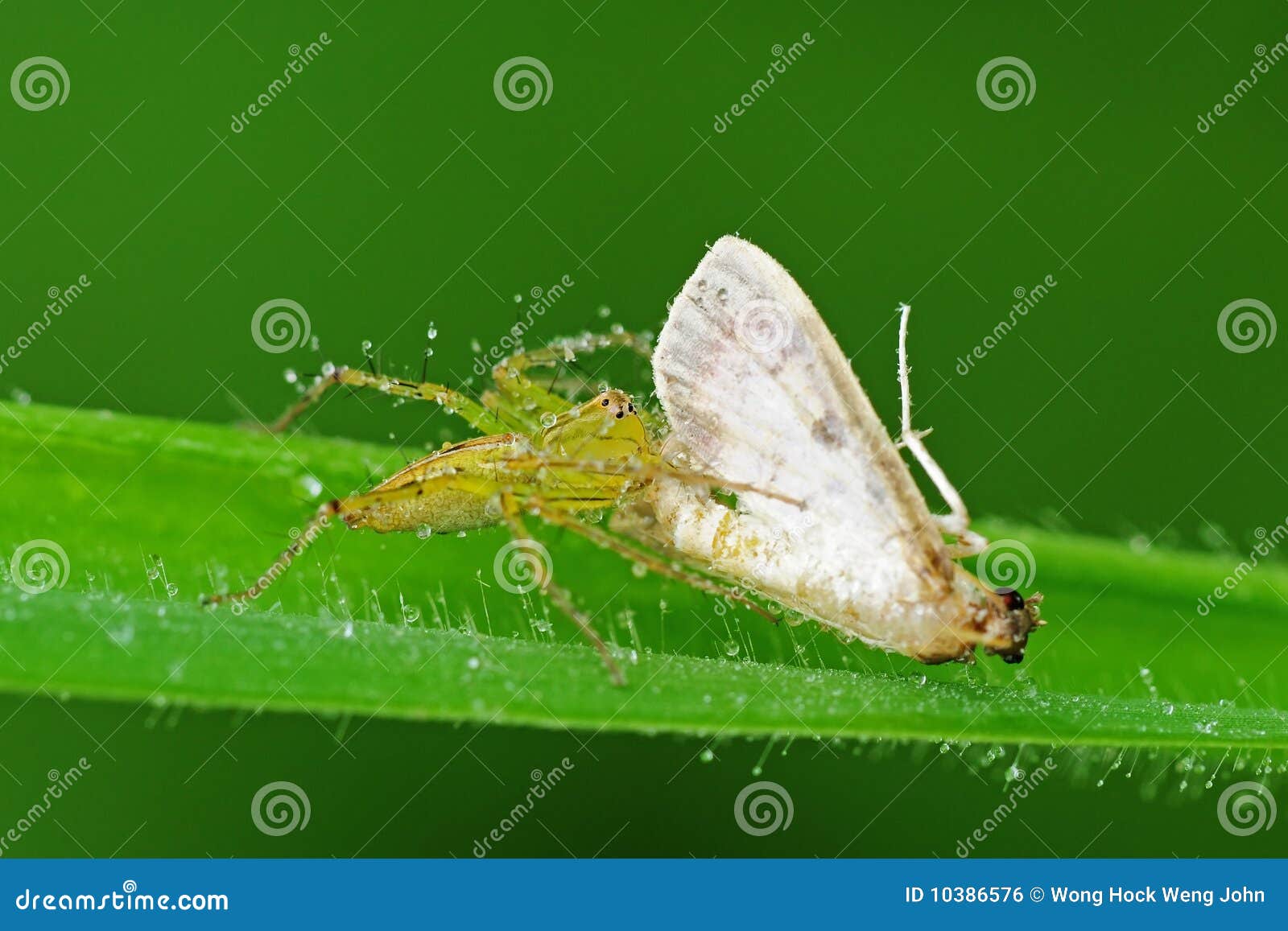 Lynx spider eating a moth stock photo. Image of wildlife 10386576