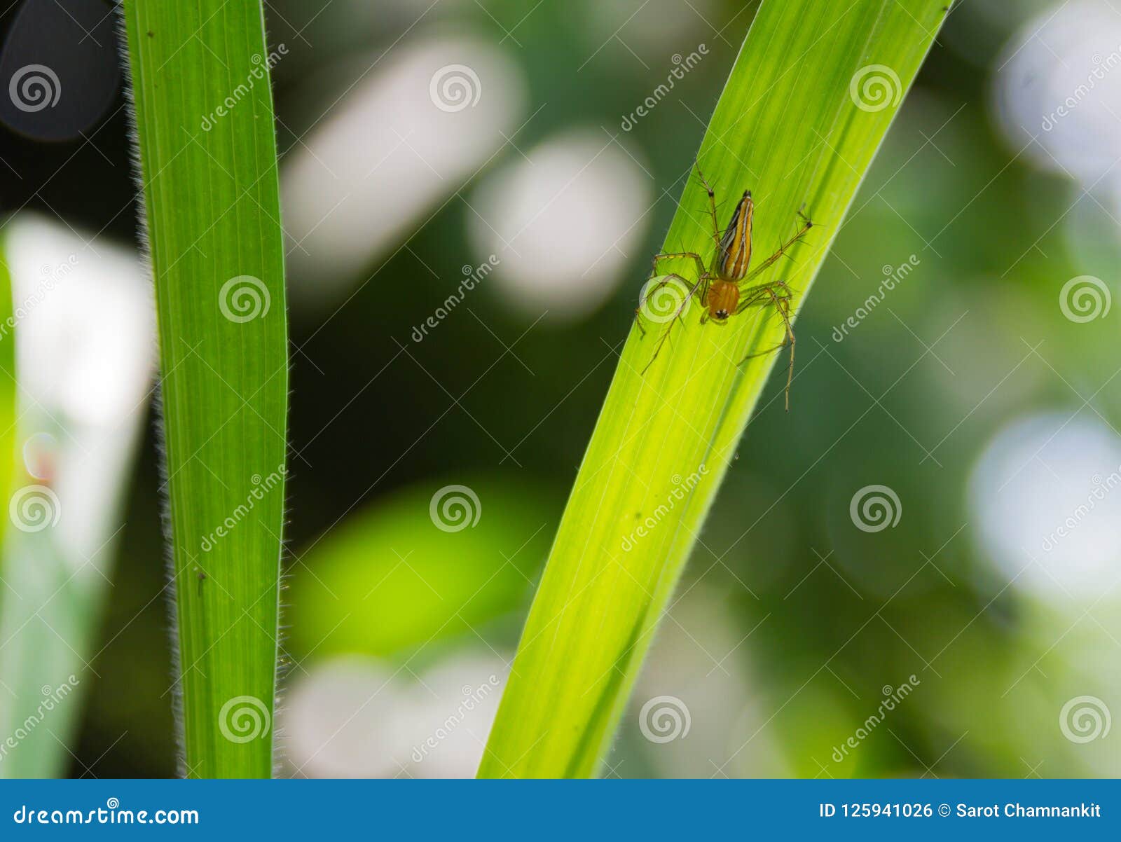 Lynx Spider Scientific Name Oxyopes Javanus Throll Oxyopes Lin Stock