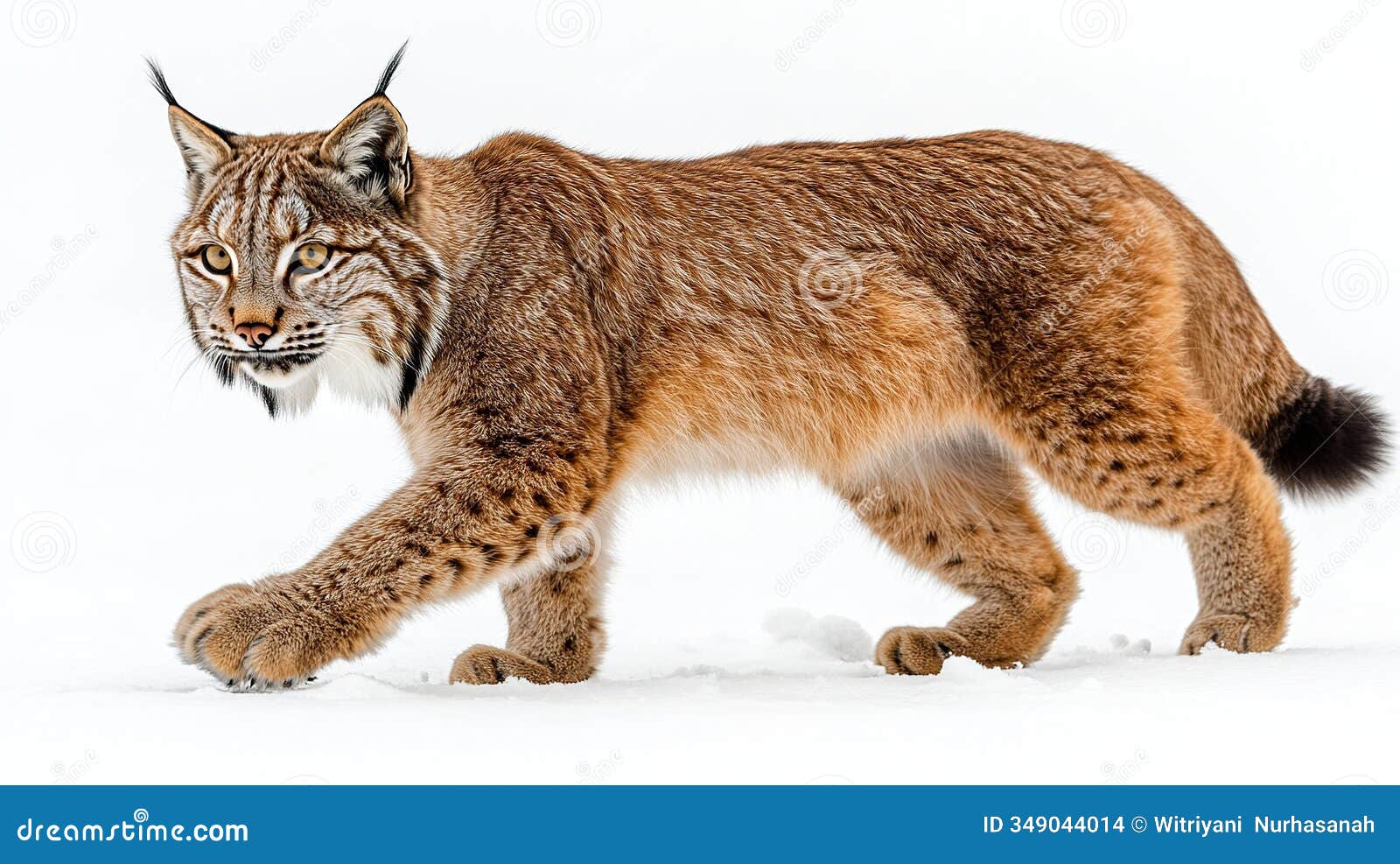 a lynx strides through pristine snow, its fur a blend of tawny and brown, eyes sharp and alert