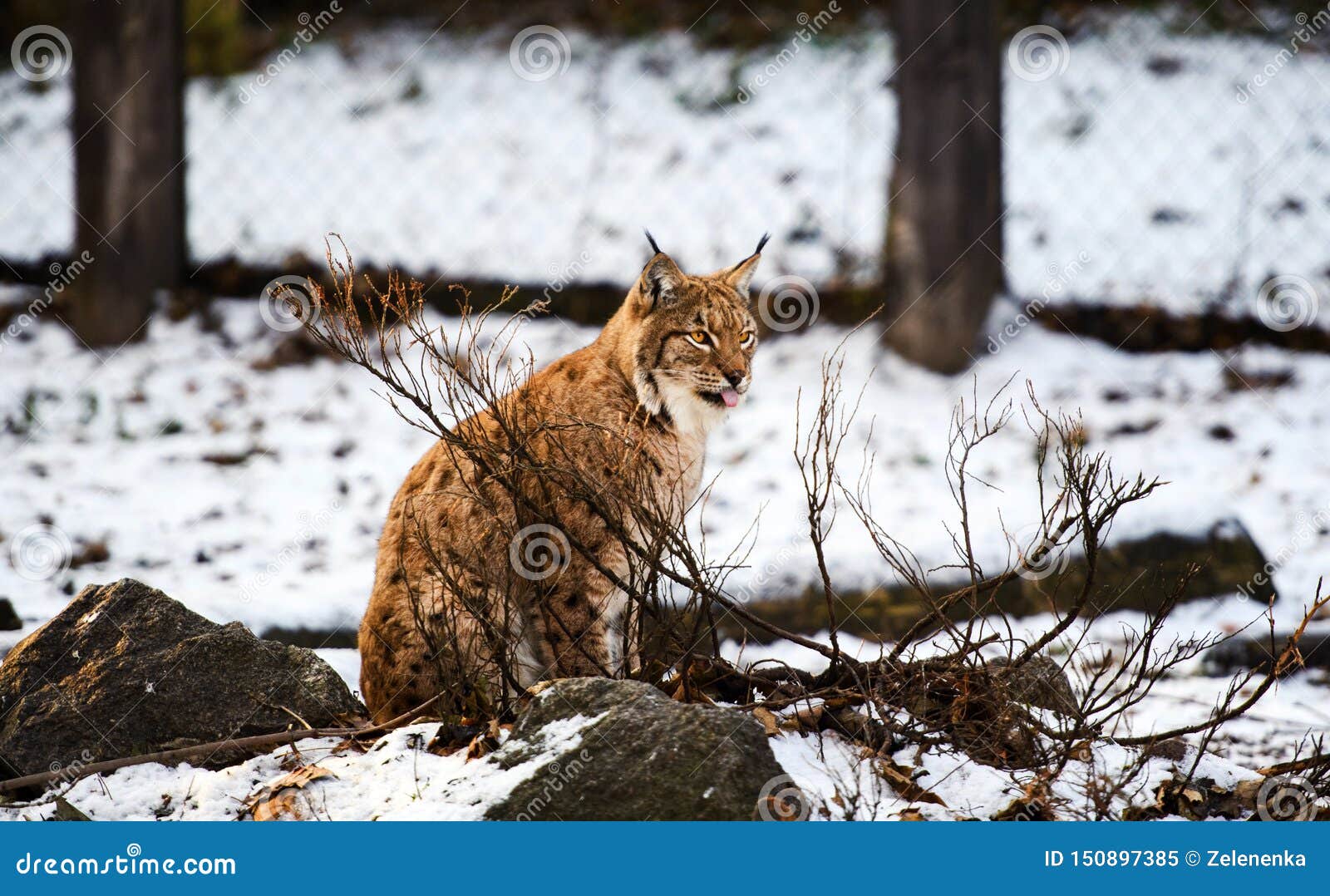 Lynx in winter stock image. Image of beautiful, eurasian - 150897385