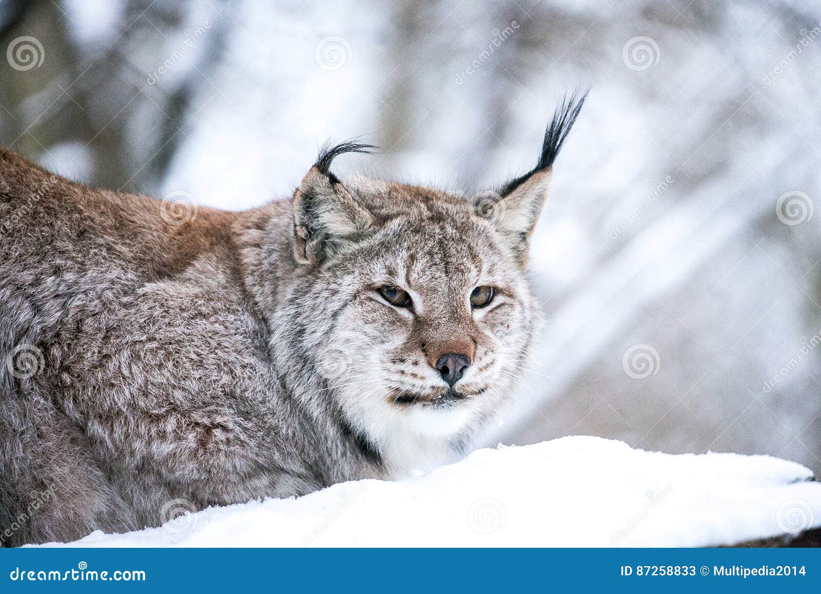 Lynx in a Winter Forest Close Up Stock Image - Image of coat, predator ...