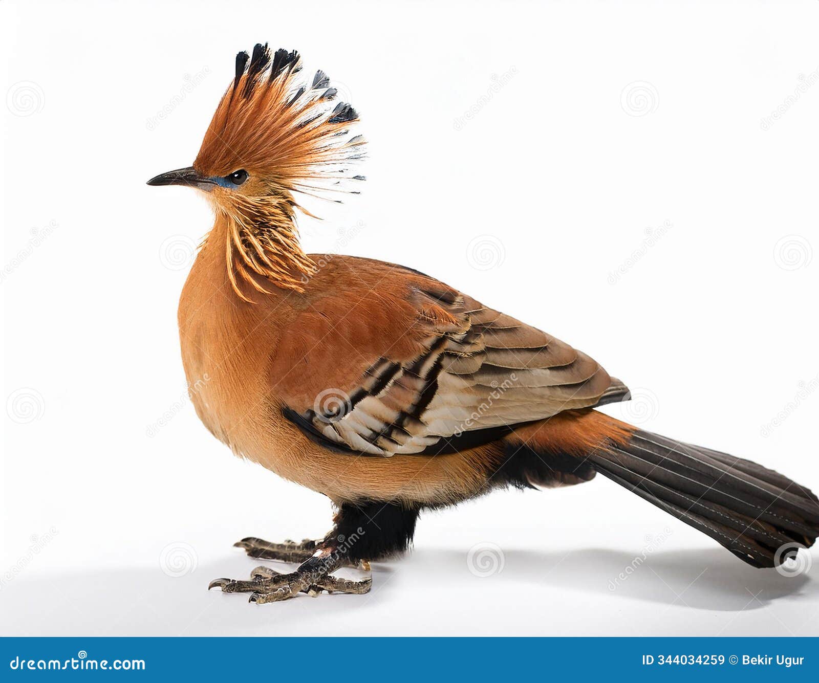 a lyre bird. this is a close up of a lyrebird