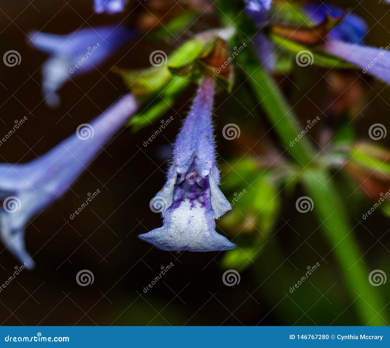 lyre-leaf sage salvia lyrate