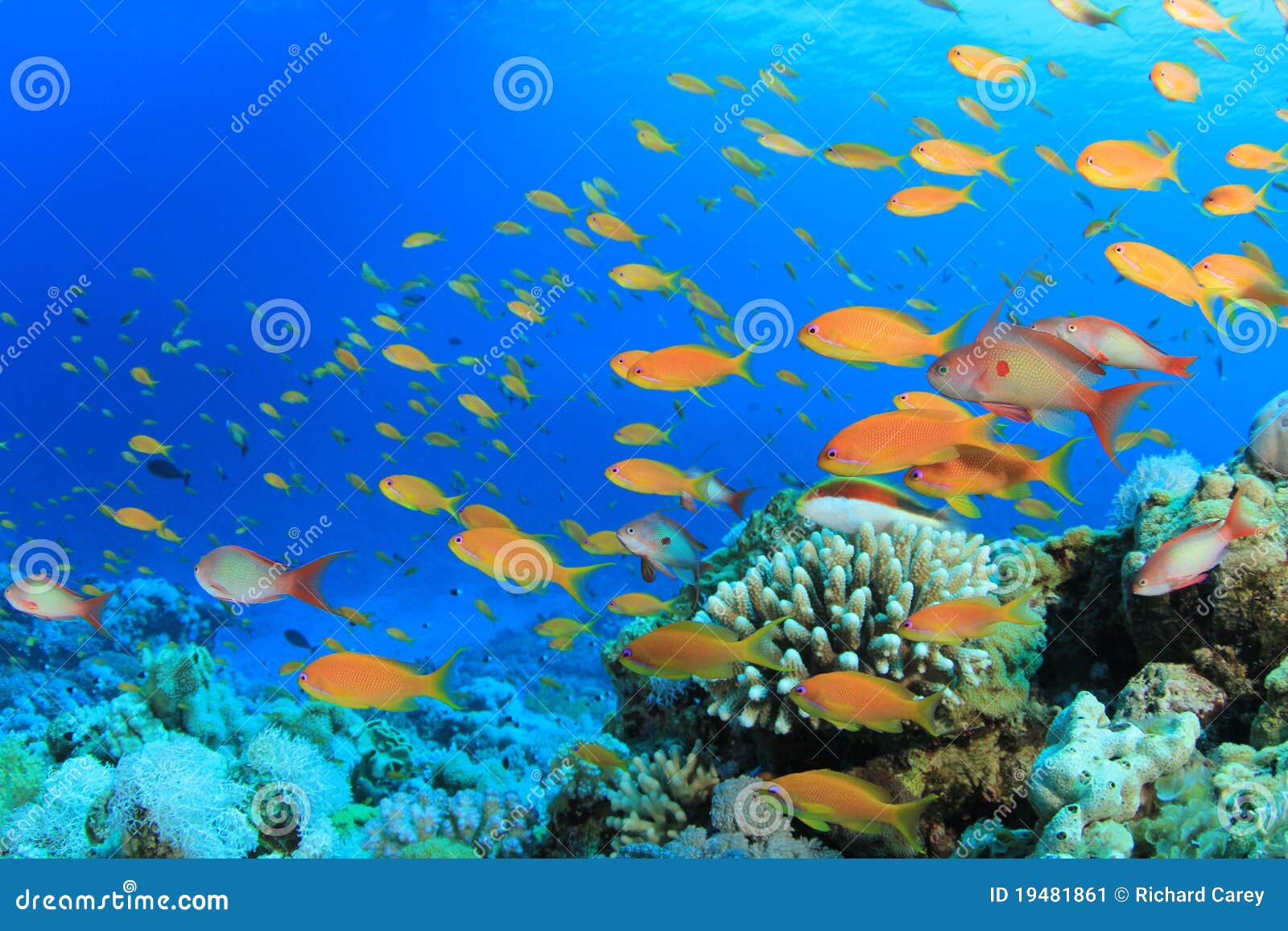 Lyretail Anthias Fish stock image. Image of egypt, water - 19481861