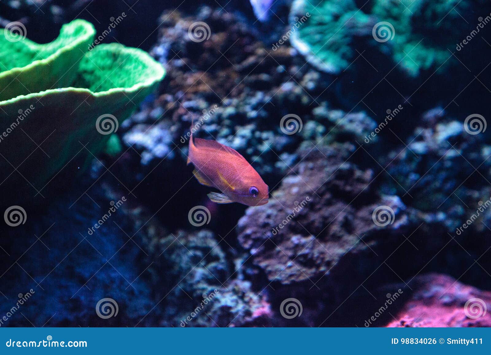 lyretail anthias fish known as pseudanthias squamipinnis