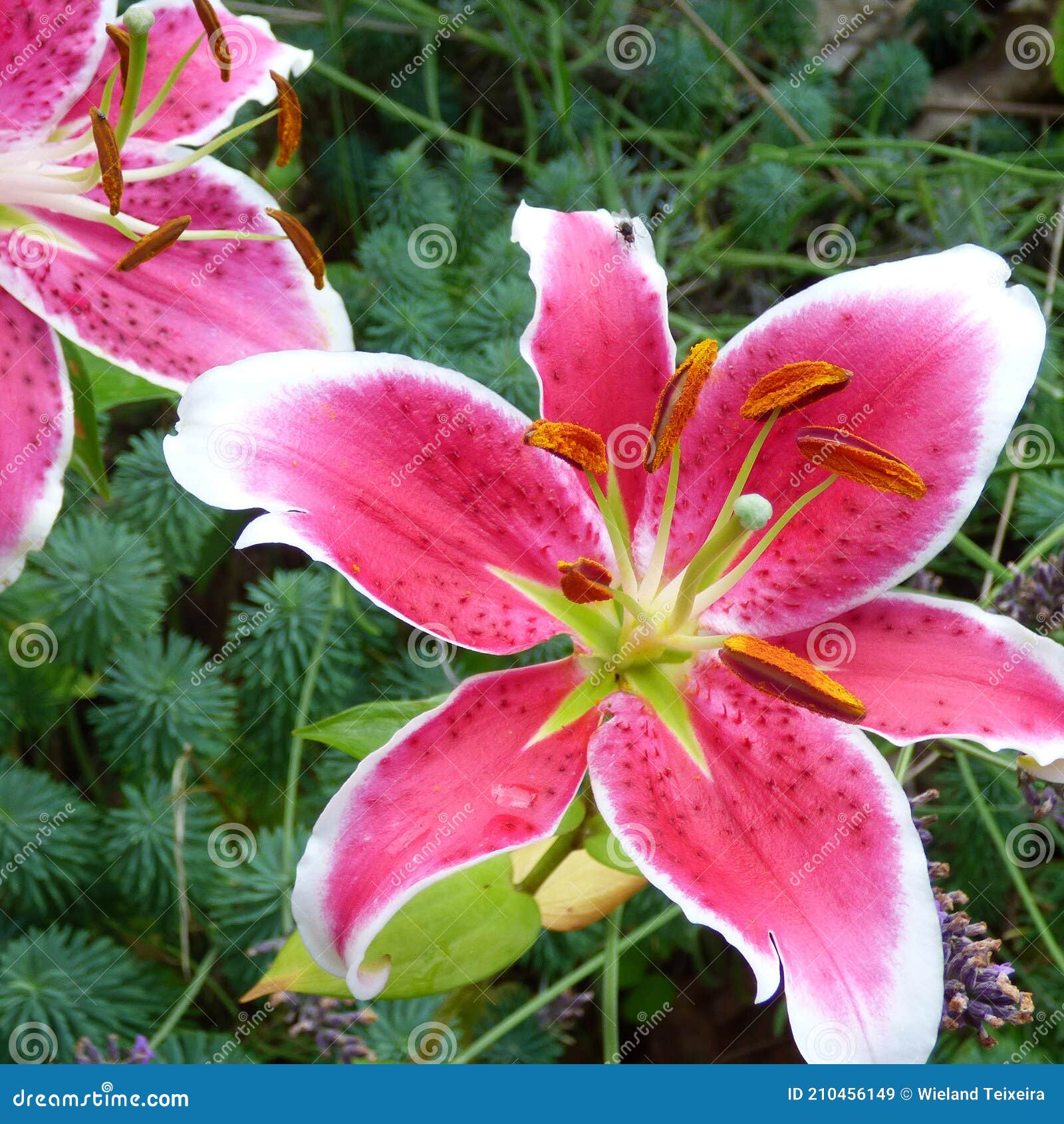 Lys Orientaux Sensationnels Image stock - Image du floral, pétale: 210456149