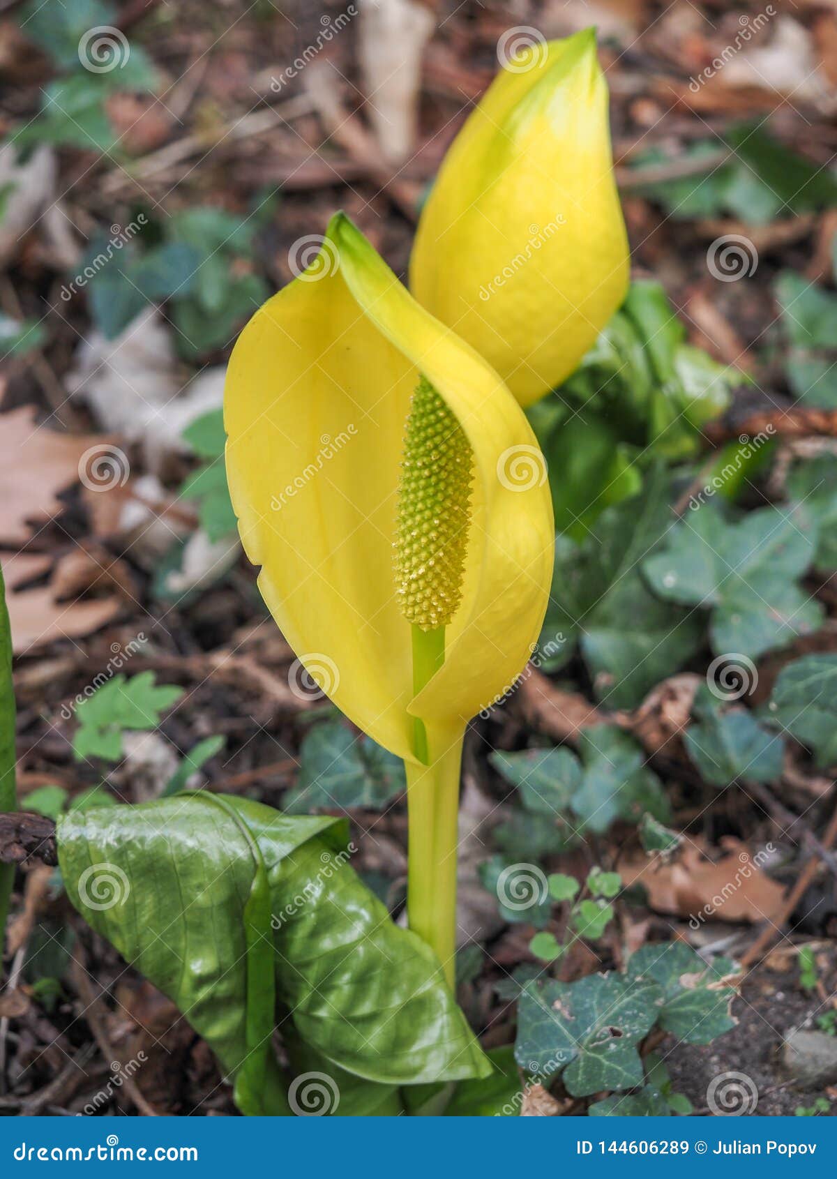 Lysichiton Americanus Growing Plant In The Swamp Western Skunk Cabbage Stock Image Image Of England Green 144606289
