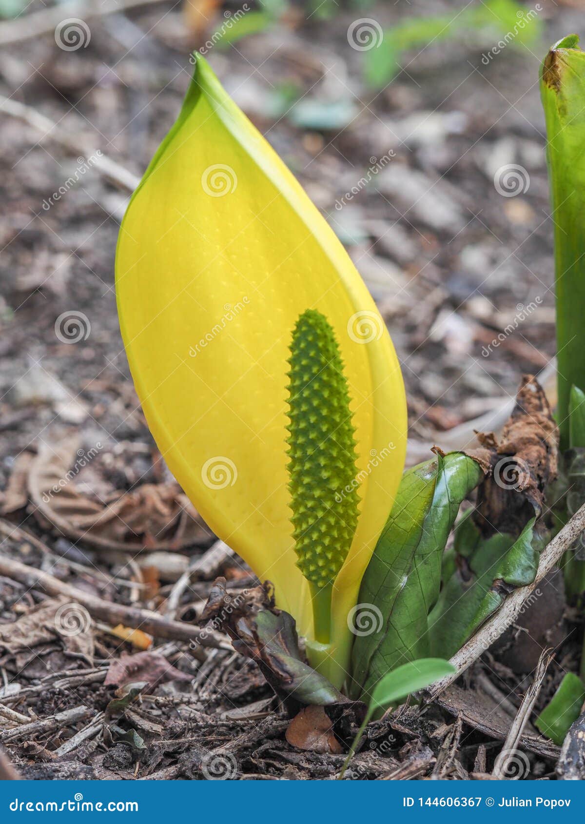 Lysichiton Americanus Growing Plant In The Swamp Western Skunk Cabbage Stock Image Image Of Flower Colorful 144606367