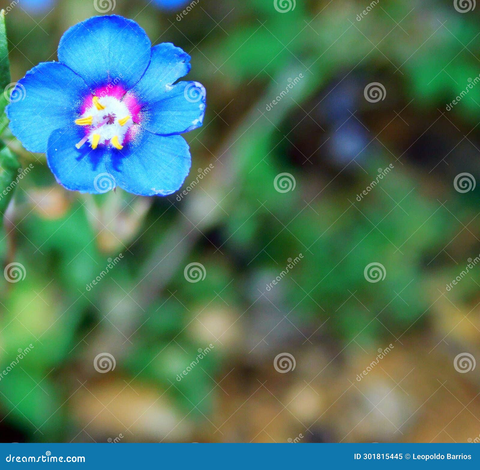 lysimachia blue flower on macro for backgrounds