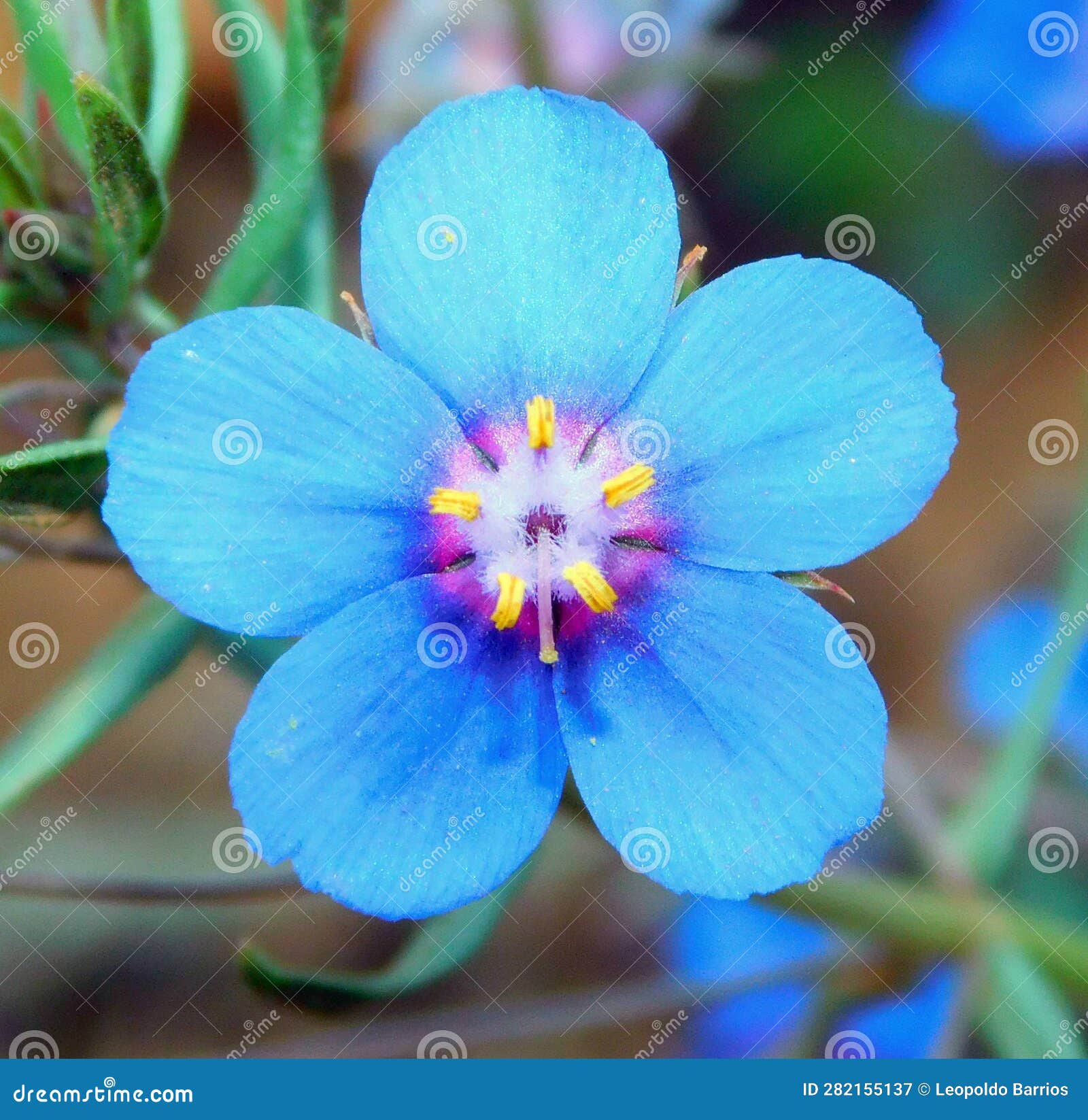 lysimachia blue flower on macro
