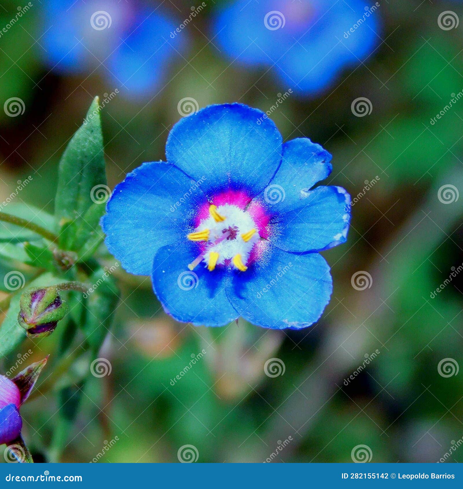 lysimachia blue flower on macro