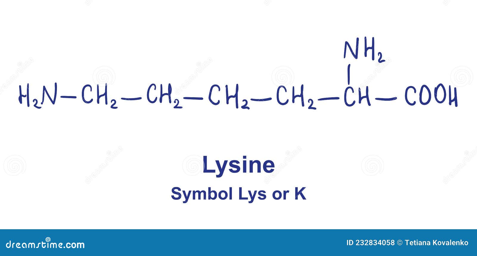 Lysine Chemical Structure. Vector Illustration Hand Drawn Stock Vector