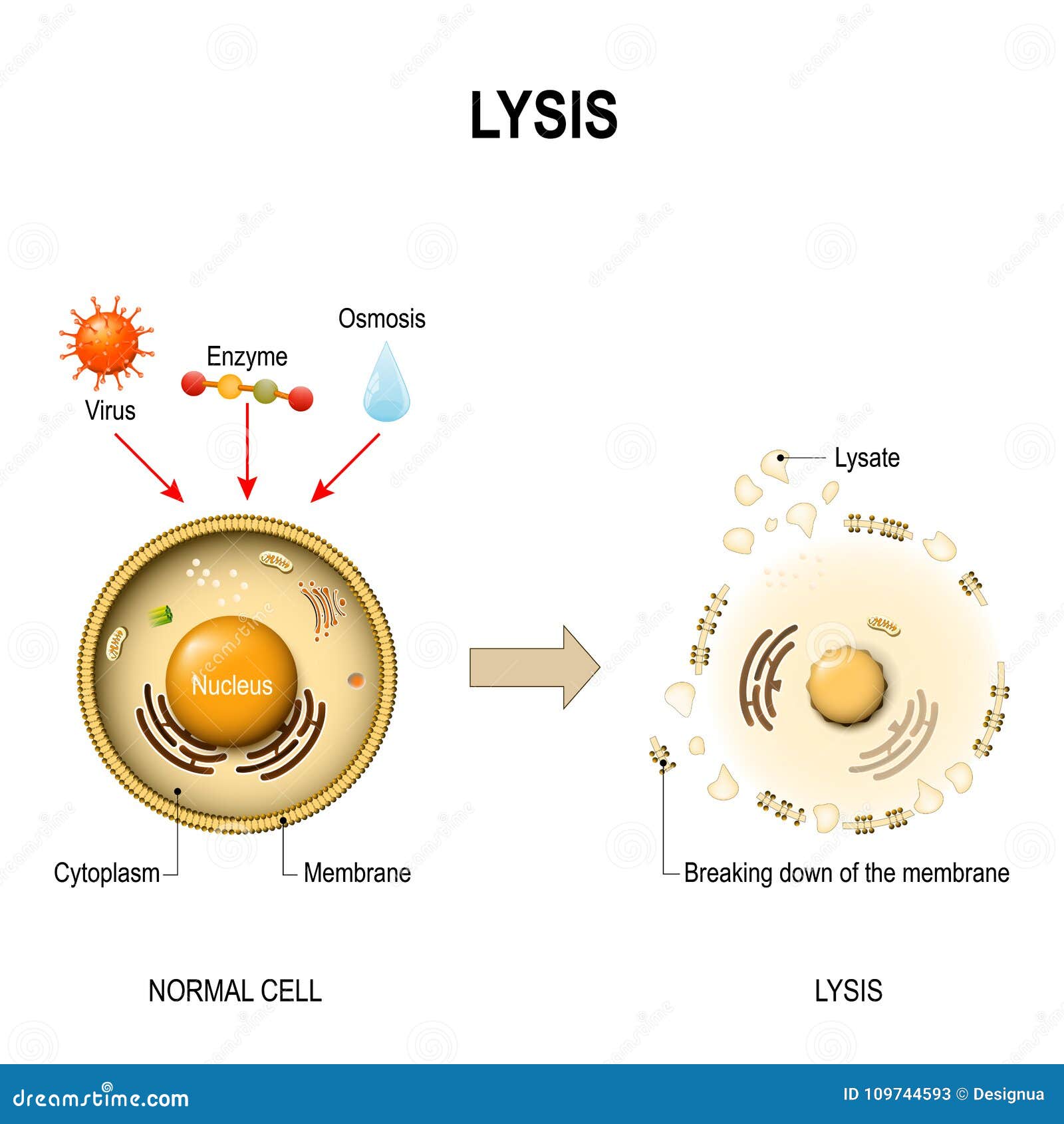 lysis. healthy cell and lysed cell.