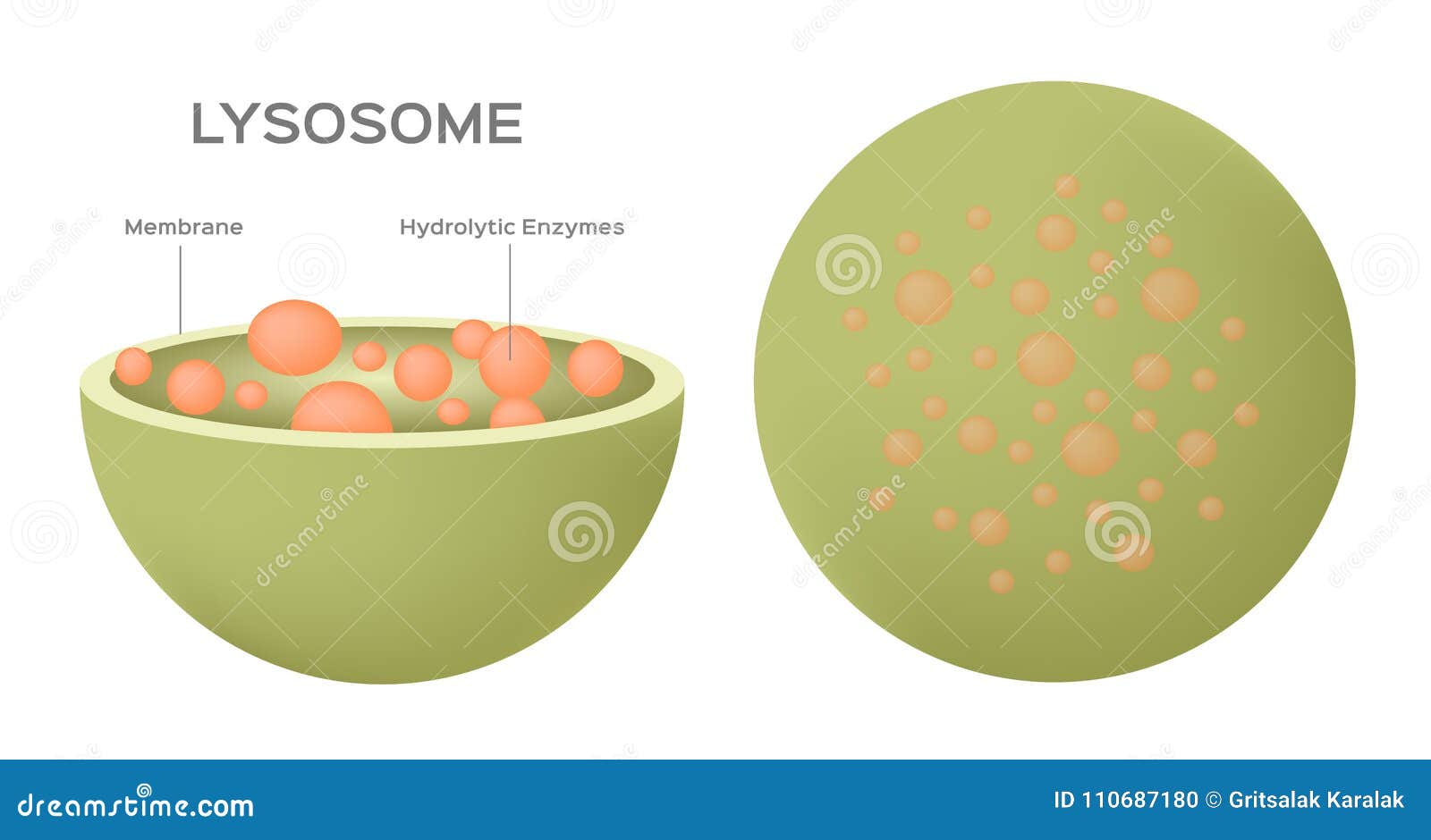 Anatomy Of The Lysosome. Vector Diagram For Medical Use ... diagram of cell and organelles 