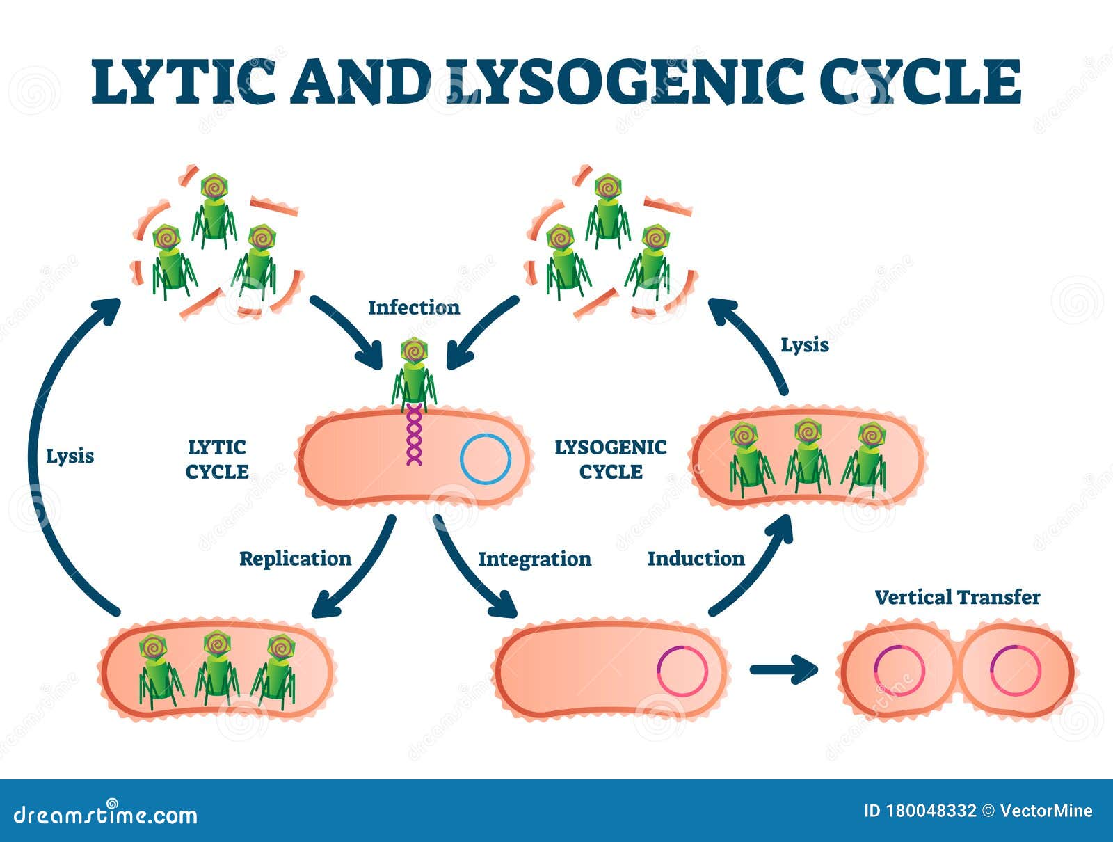 lytic and lysogenic cycle  . labeled educational scheme.