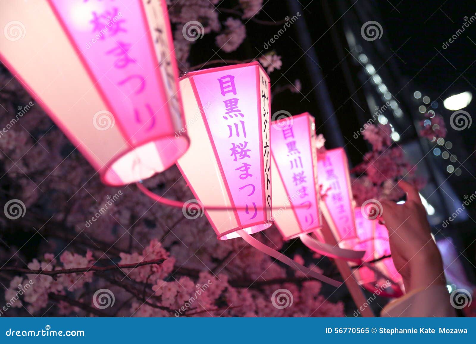 Lámpara japonesa en rosa: Cherry Blossoms Festival. Lámpara japonesa que lee a Megurogawa Sakura Matsuri que signifique a Cherry Blossoms Festival en el río de Meguro Una ubicación famosa para que turistas y locals vayan visión de la flor de cerezo