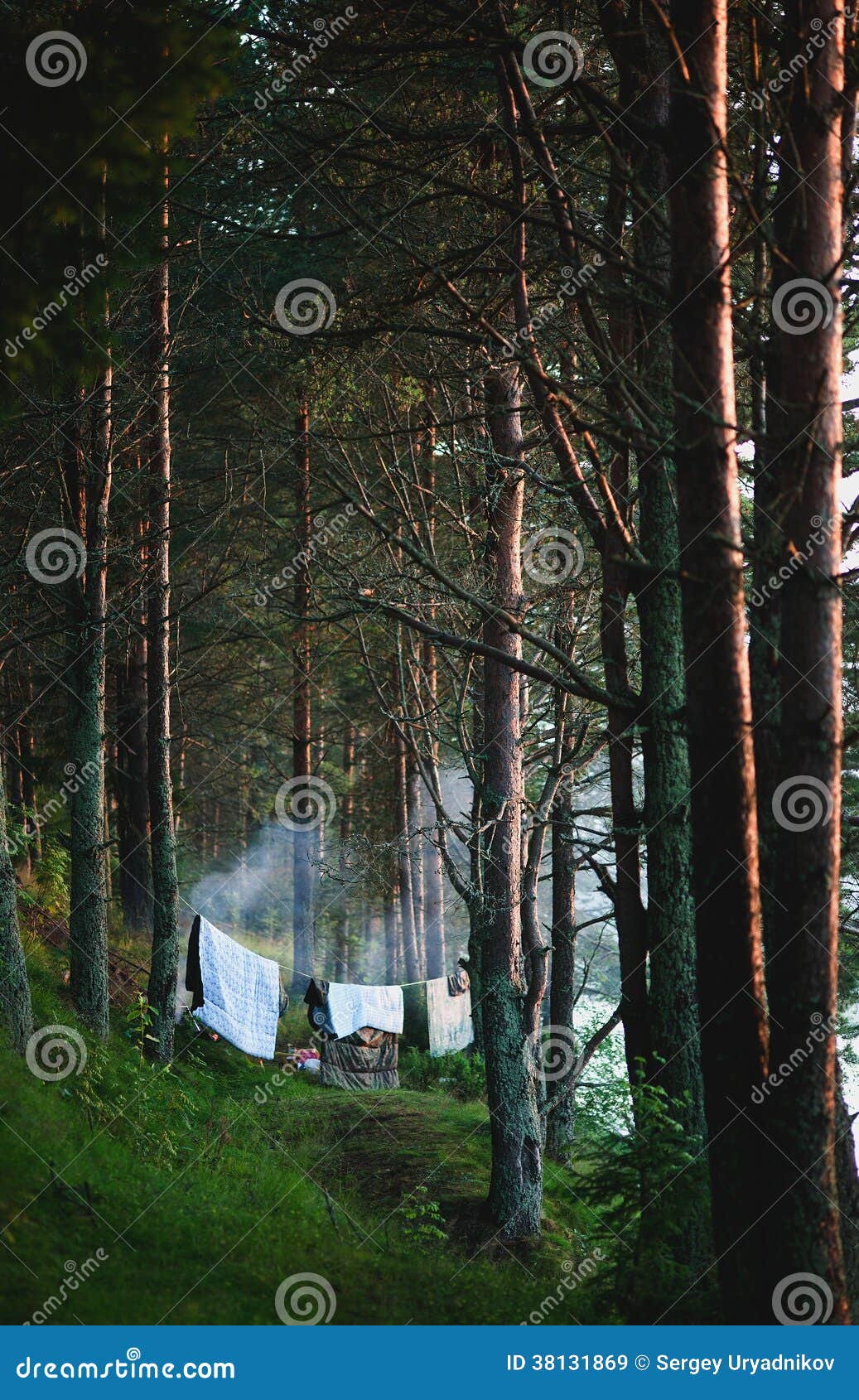 Lägereld i pinjeskogen. Röka lägereldsommar i pinjeskogen.