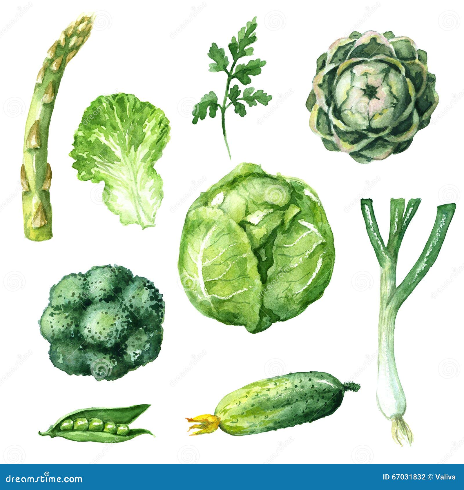 Légumes verts réglés. Illustration tirée par la main d'aquarelle Ensemble de produits biologiques Croquis des légumes verts sur le blanc