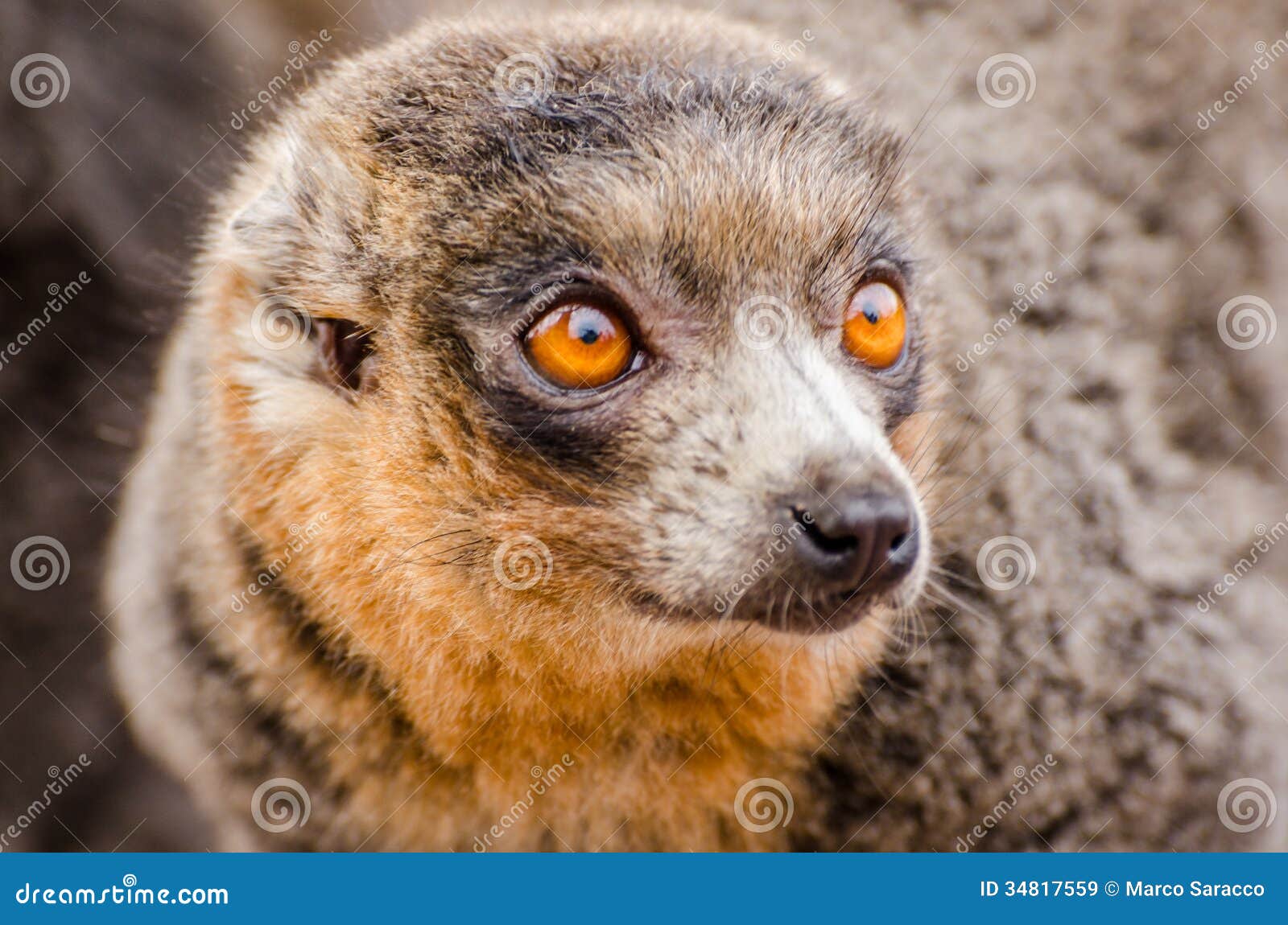Lémur De La Mangosta (mongoz De Eulemur) Imagen de archivo Imagen de