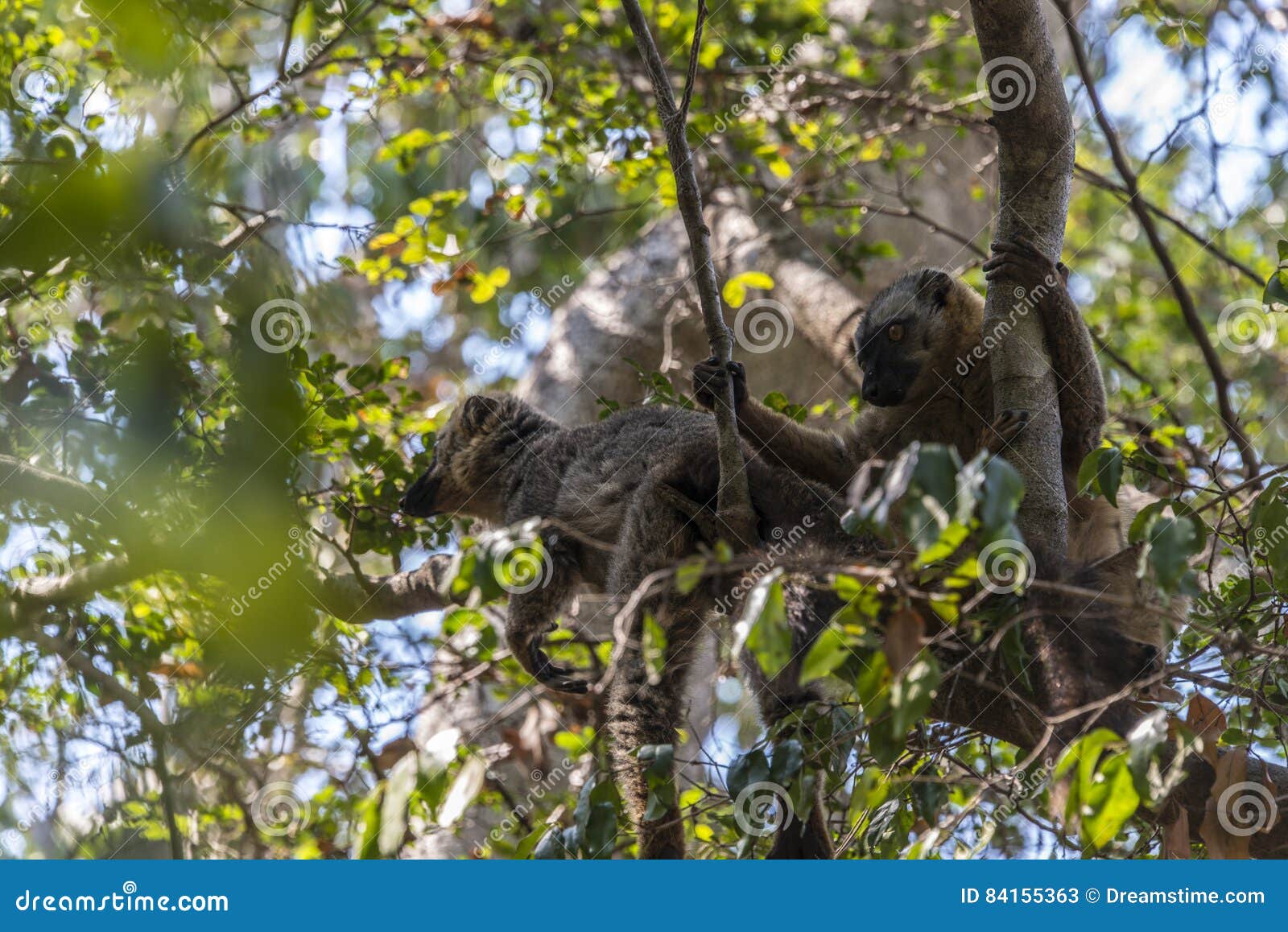 Lêmure de Braun em Tsingy madagascar