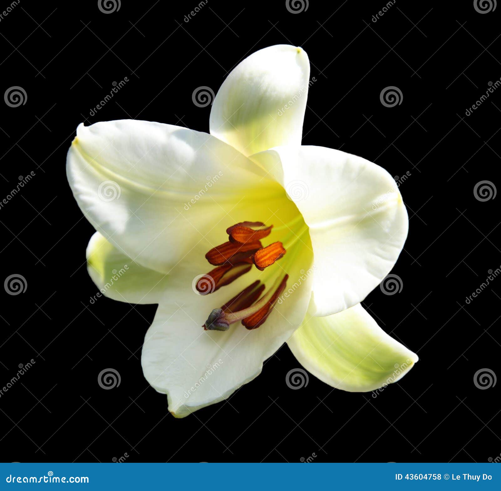 Lírio branco gigante. Cabeça de flor gigante do lírio branco isolada no fundo preto