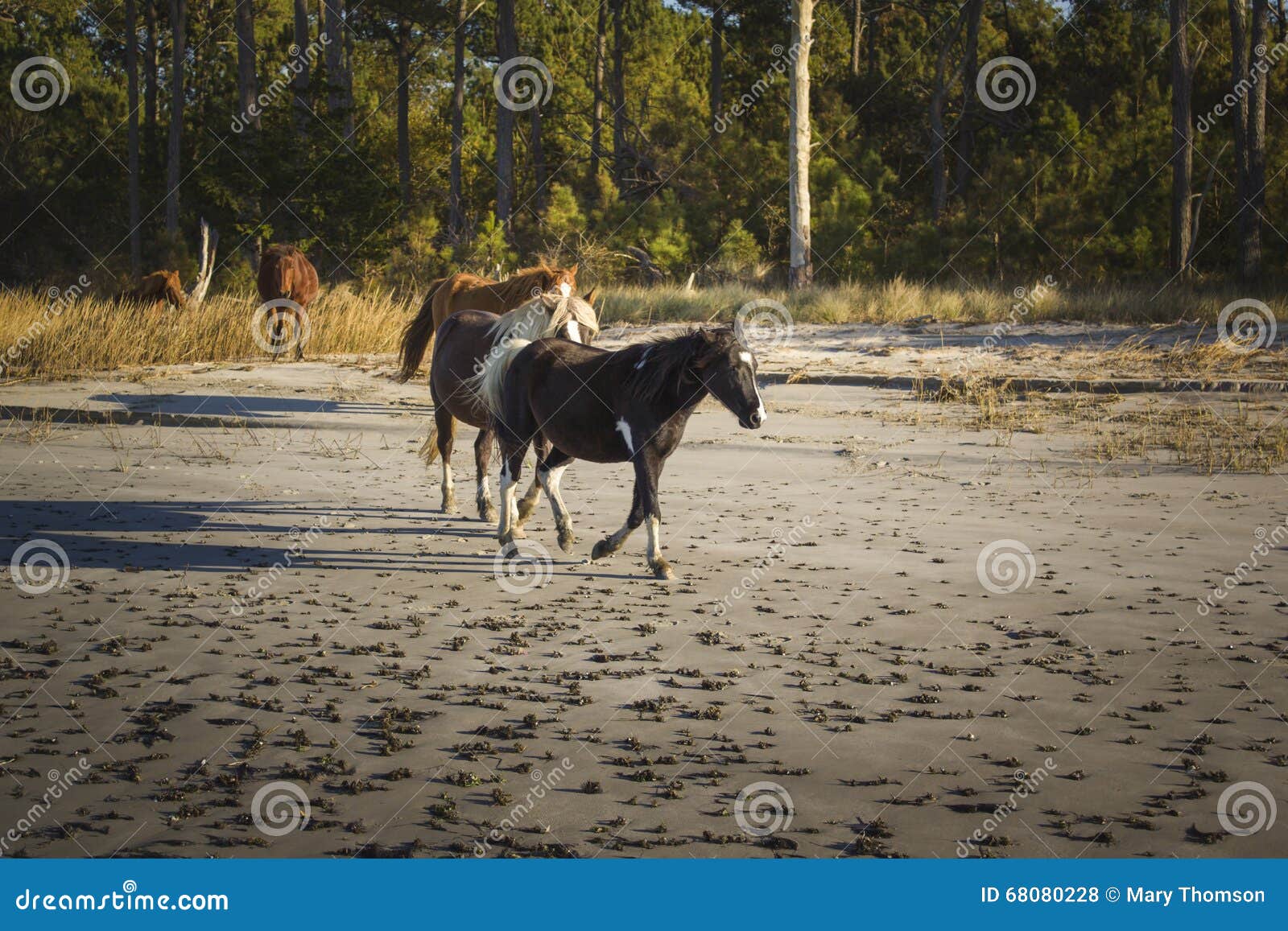 Lösa ponnyer som kör på den Assateague ön. Lösa ponnyer av den Assateague ön, Virginia som kör på sanden