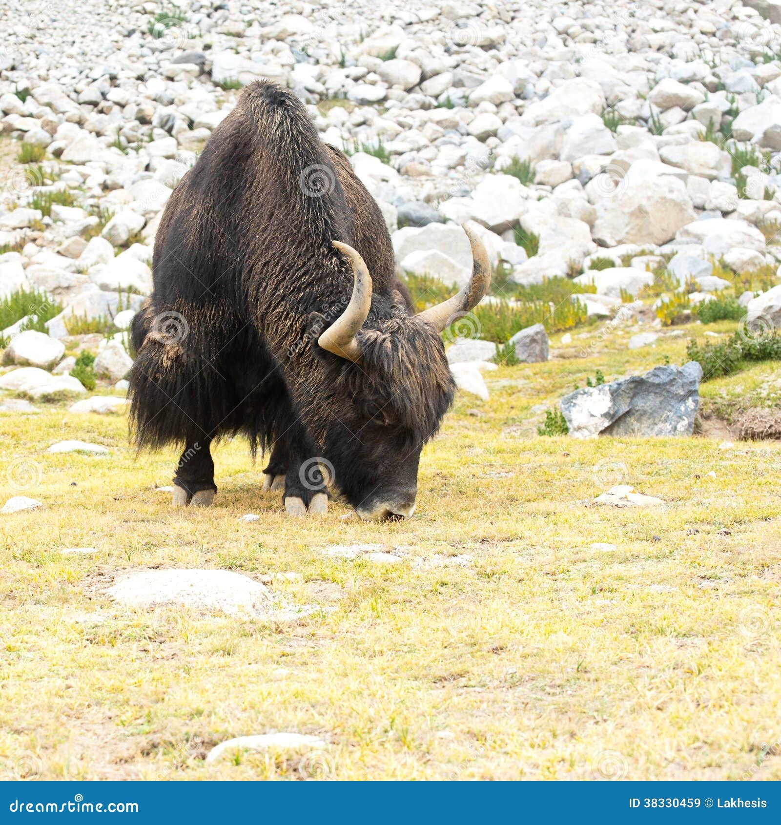 Slut upp lösa yak i Himalaya berg. Indien Ladakh