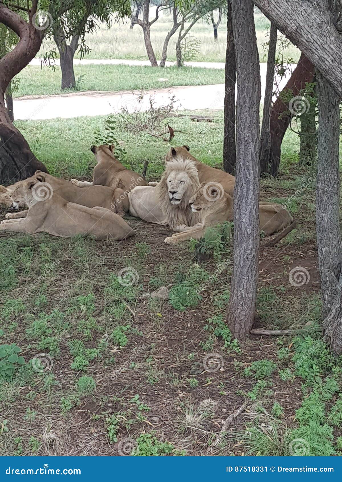 Löwesatz. Männlicher Löwe, der mit seiner Frau sich entspannt