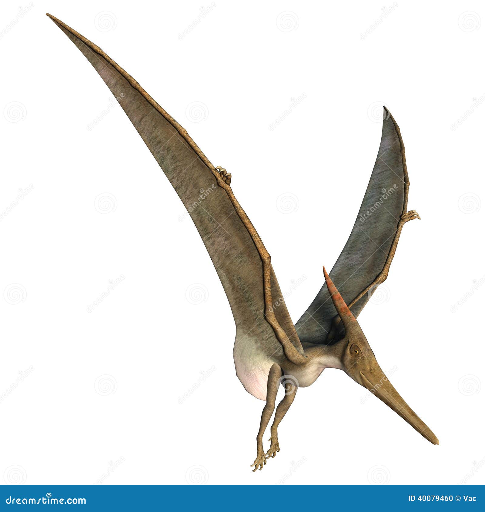 Lądować Pteranodon. 3D cyfrowi odpłacają się prehistoryczny latający gad Pteranodon odizolowywają na białym tle