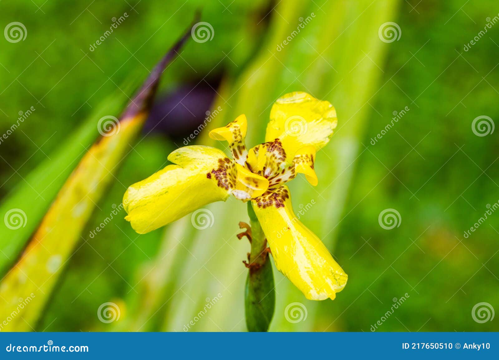 Mão de orquídea amarela foto de stock. Imagem de exterior - 217650510
