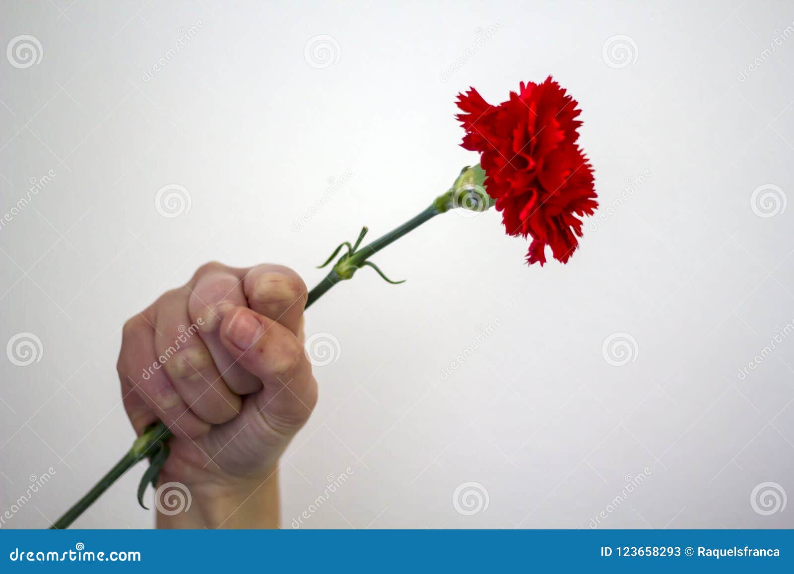 Mão Do ` S Da Mulher Que Guarda Um Cravo Vermelho Com Conceito Levantado Da  Revolução Do Punho Imagem de Stock - Imagem de bonito, liberdade: 123658293