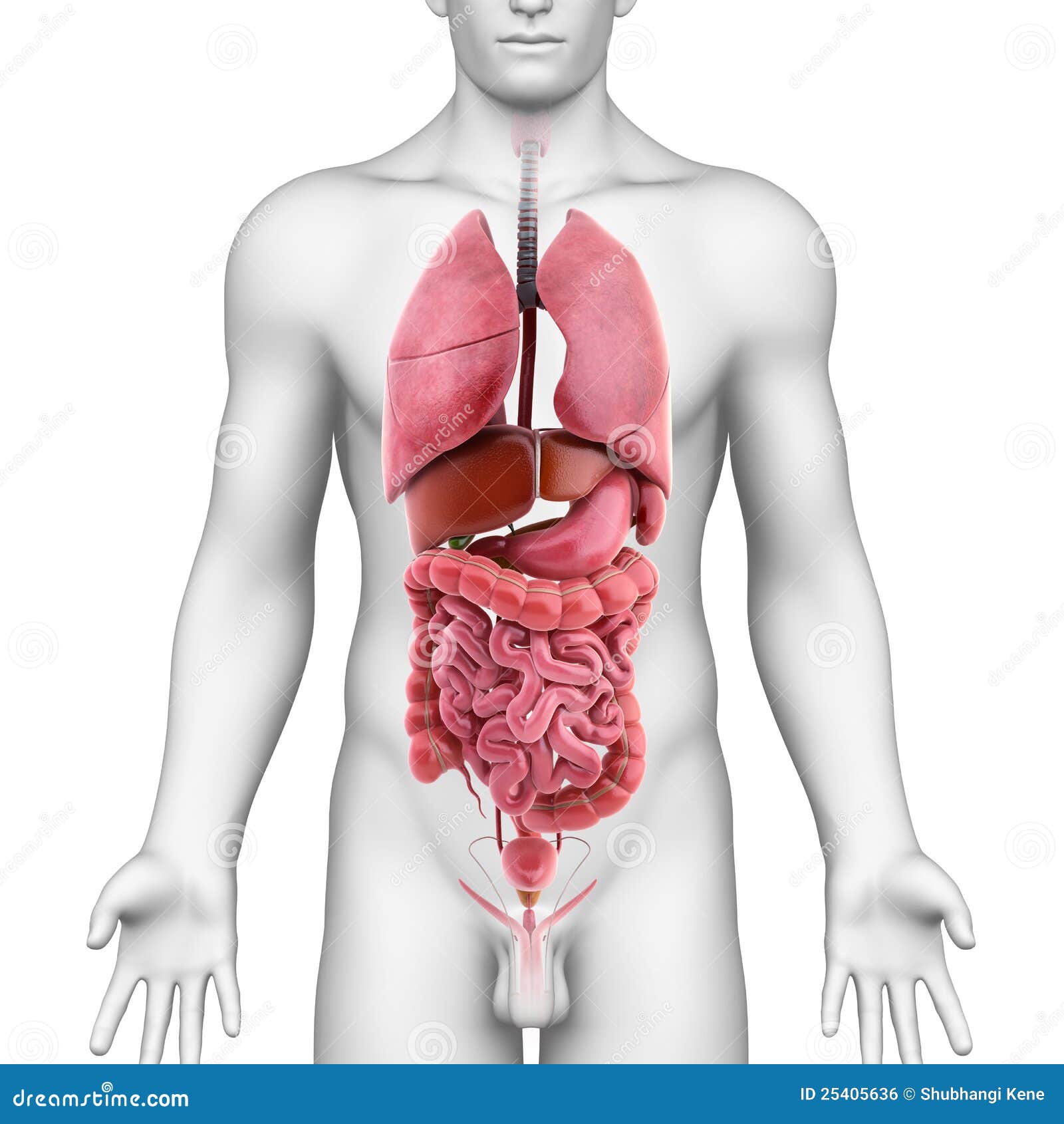 Mannlicher Korper Und Innere Organe Stock Abbildung Illustration Von Medizinisch Anatomisch