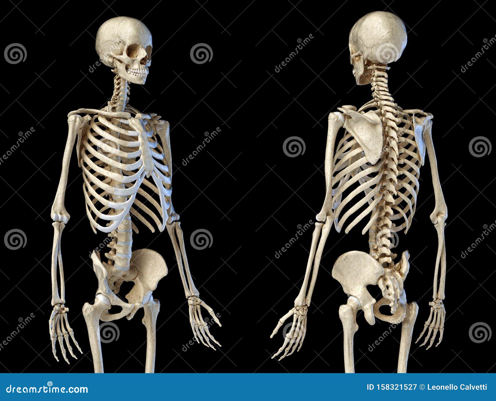 Männliches Skelett 34 Figur. Vorderansicht Und Rückansicht Stock