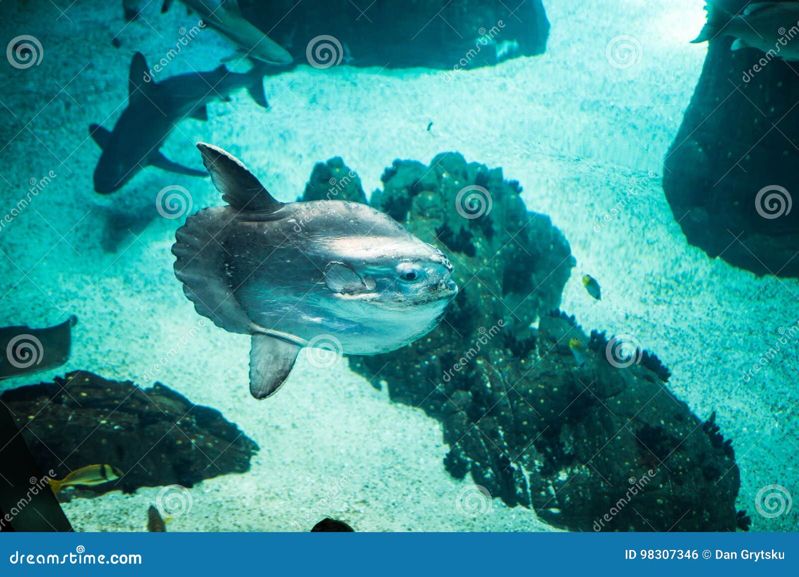 Månefisk- Och I För Havsvatten Arkivfoto - Bild av rovdjur, korall: 98307346