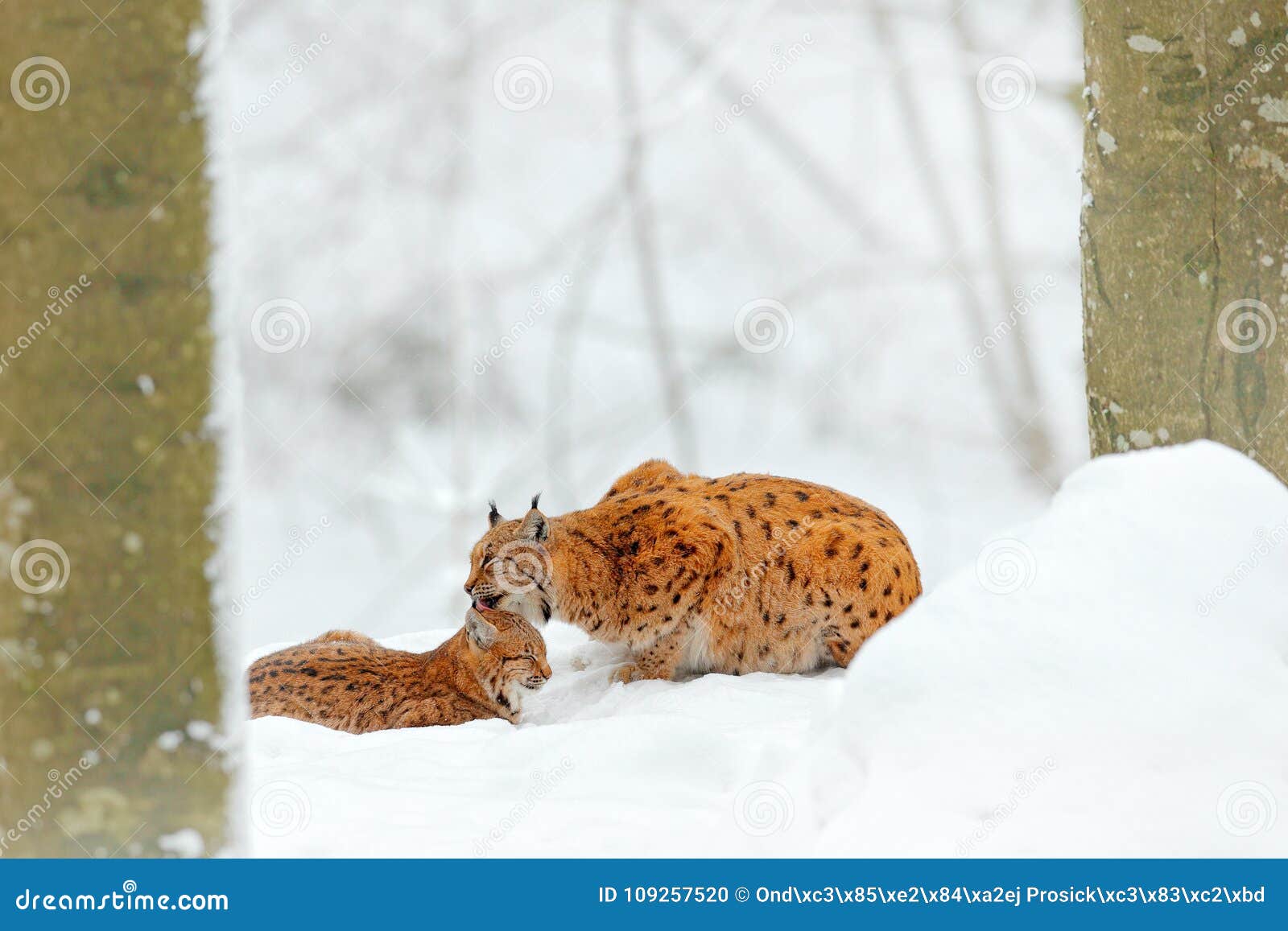 Mere Avec La Jeune Sauvage Famille De Chat Lynx Dans L Habitat De Faune De Nature Deux Chat Neige D Arbres Lynx Dans Le Nettoya Photo Stock Image Du Herbe Fermer