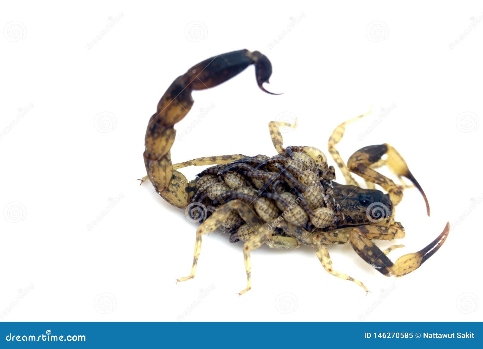 Scorpion Mother With A Baby On The Back Isolated On A White Background Image Stock Image Du Desserre Fermer